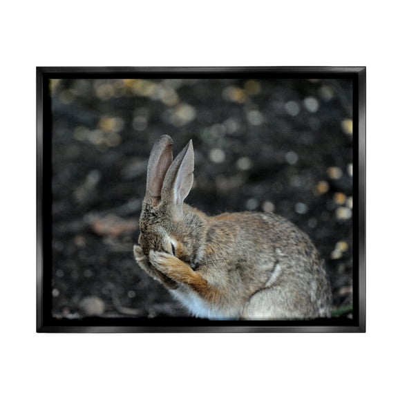 Stupell Industries Embarrassed Rabbit Photograph Animals & Insects Photography Black Floater Framed Canvas Art Print Wall Art, 21 x 17