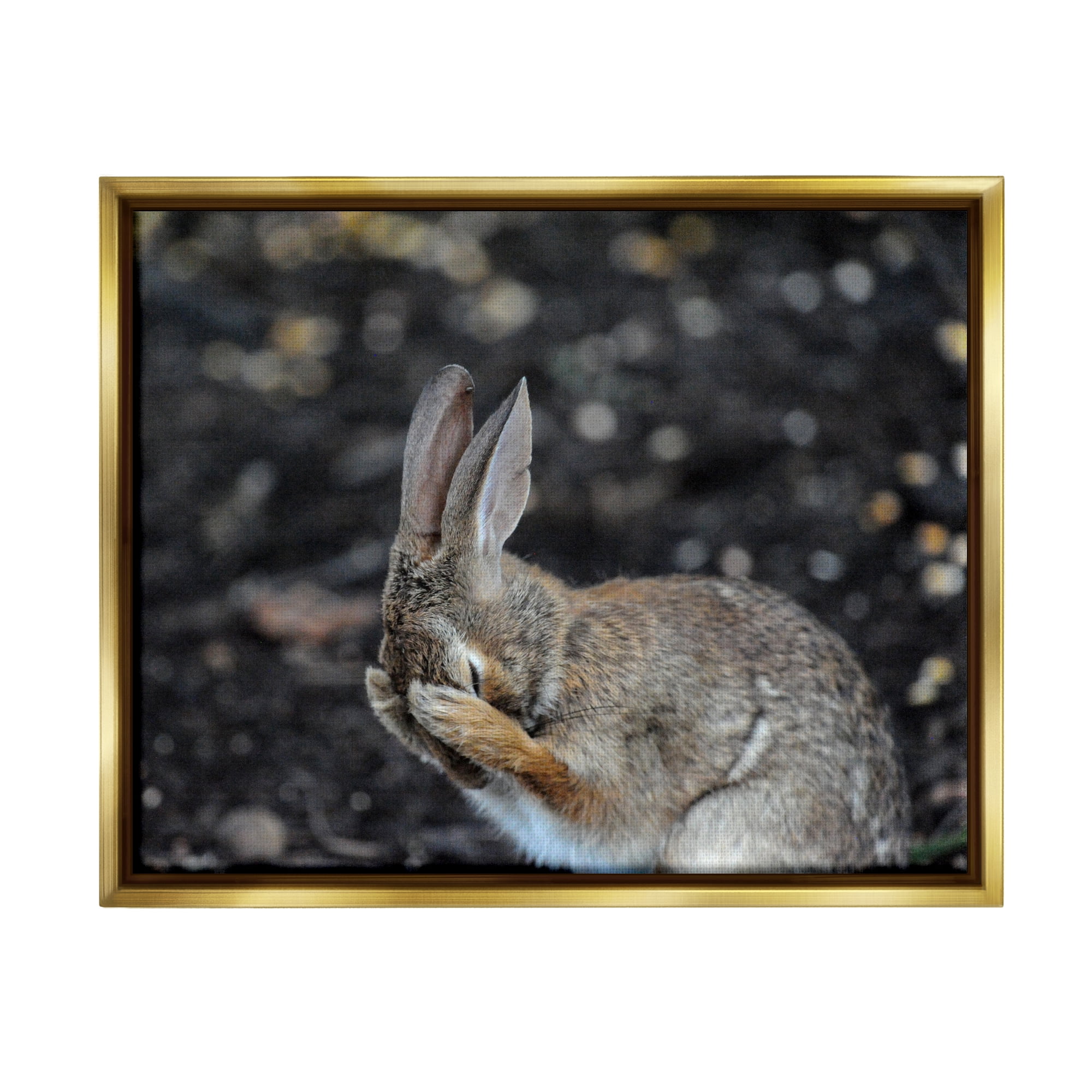 Stupell Industries Embarrassed Rabbit Photograph Animals & Insects Photography Gold Floater Framed Canvas Art Print Wall Art, 21 x 17