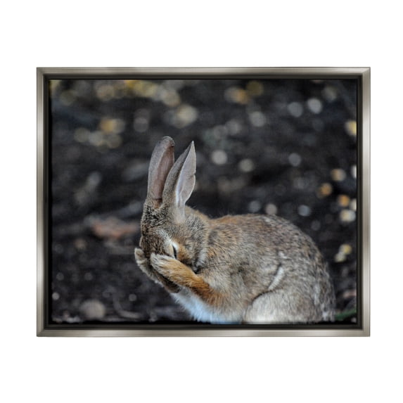 Stupell Industries Embarrassed Rabbit Photograph Animals & Insects Photography Gray Floater Framed Canvas Art Print Wall Art, 31 x 25