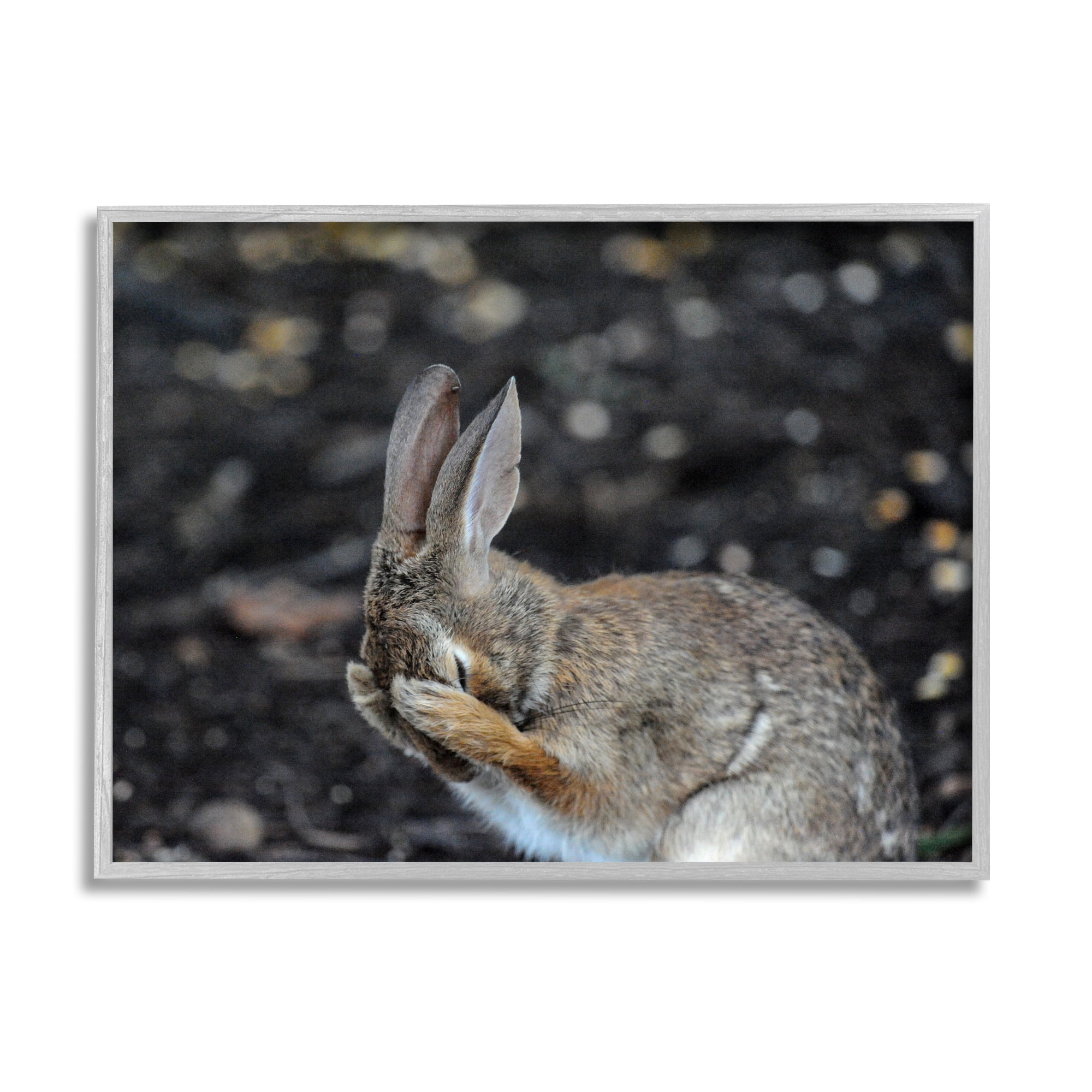 Stupell Industries Embarrassed Rabbit Photograph Animals & Insects Photography Gray Framed Art Print Wall Art, 30 x 24