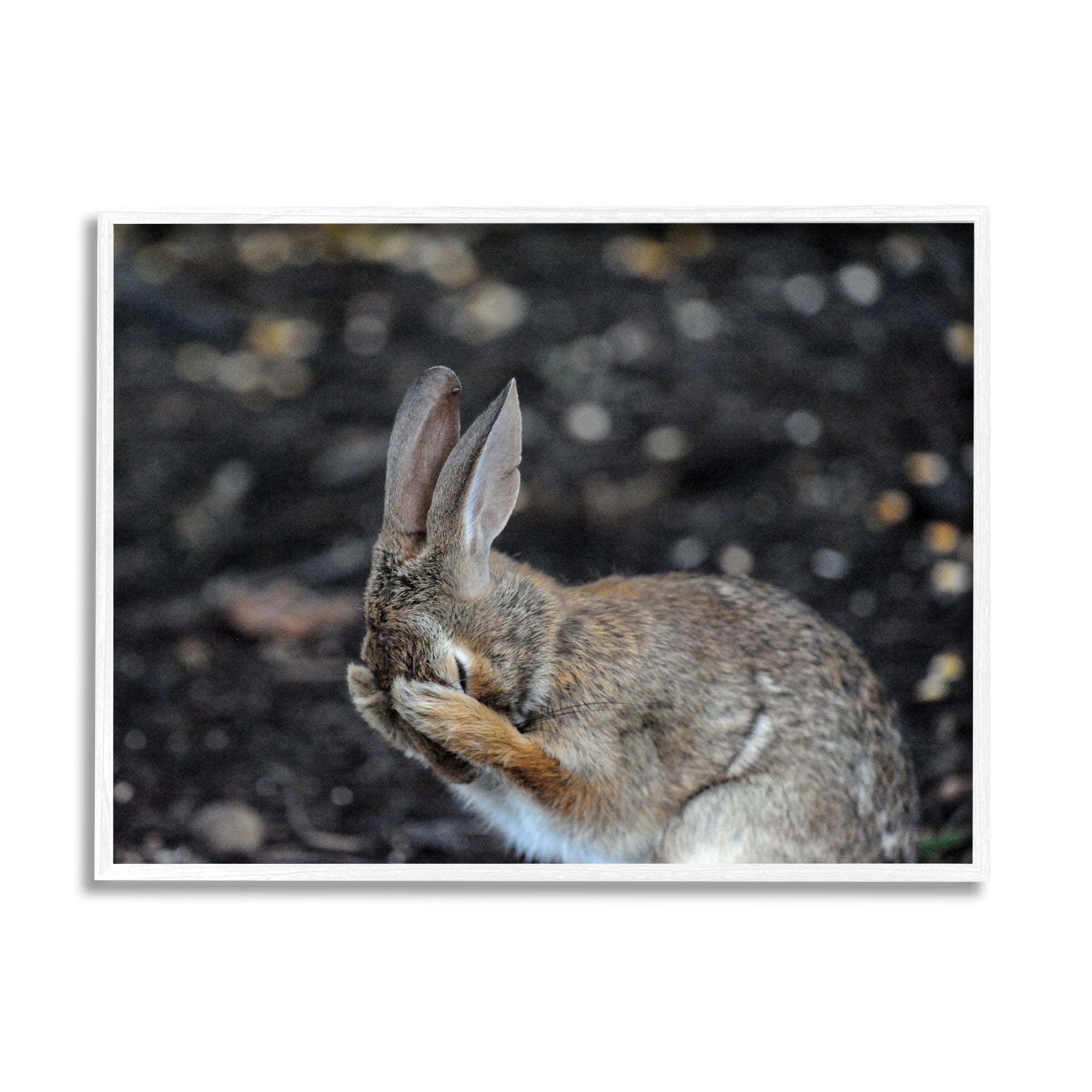Stupell Industries Embarrassed Rabbit Photograph Animals & Insects Photography White Framed Art Print Wall Art, 20 x 16