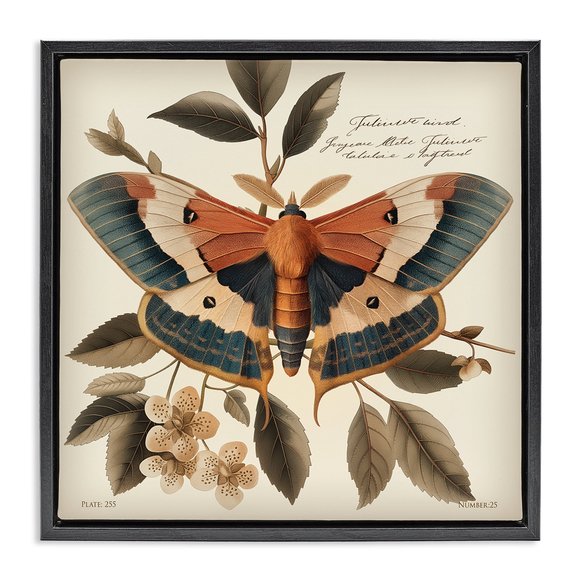 Stupell Industries Enchanting Moth & Plant Animals Painting Black Floater Framed Canvas Art Print Wall Art, 18 x 18