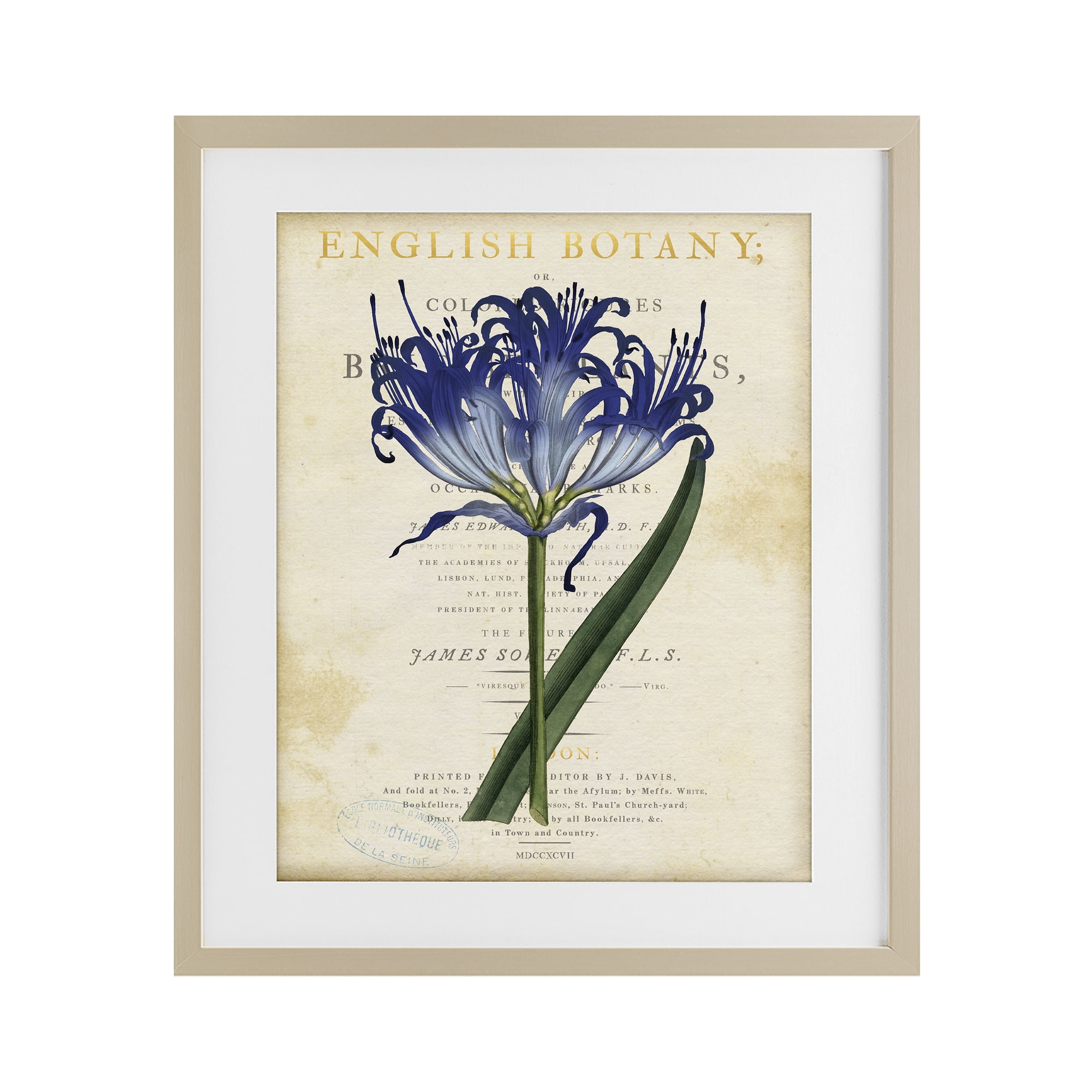 Stupell Industries English Botany Blue Floral Birch Framed Print Under Glass, design by Susan Arnot