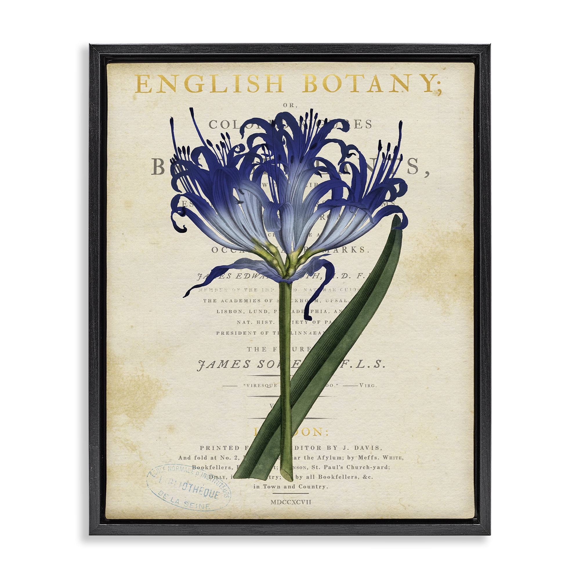 Stupell Industries English Botany Blue Floral Black Framed Floater Canvas Wall Art, design by Susan Arnot