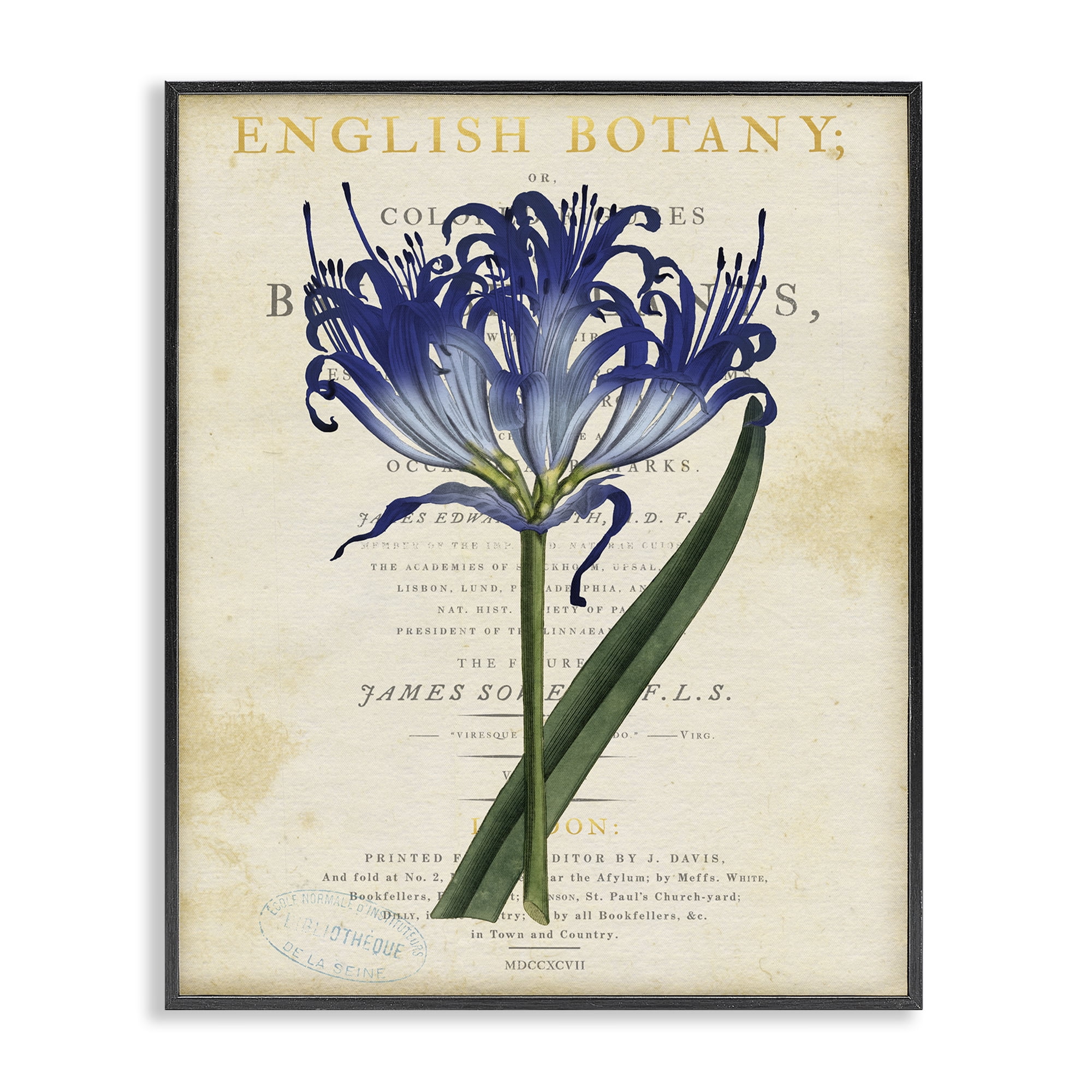 Stupell Industries English Botany Blue Floral Black Framed Giclee Art, design by Susan Arnot