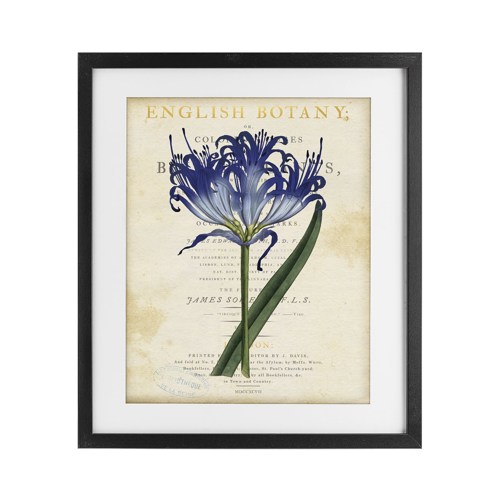 Stupell Industries English Botany Blue Floral Black Framed Print Under Glass, design by Susan Arnot