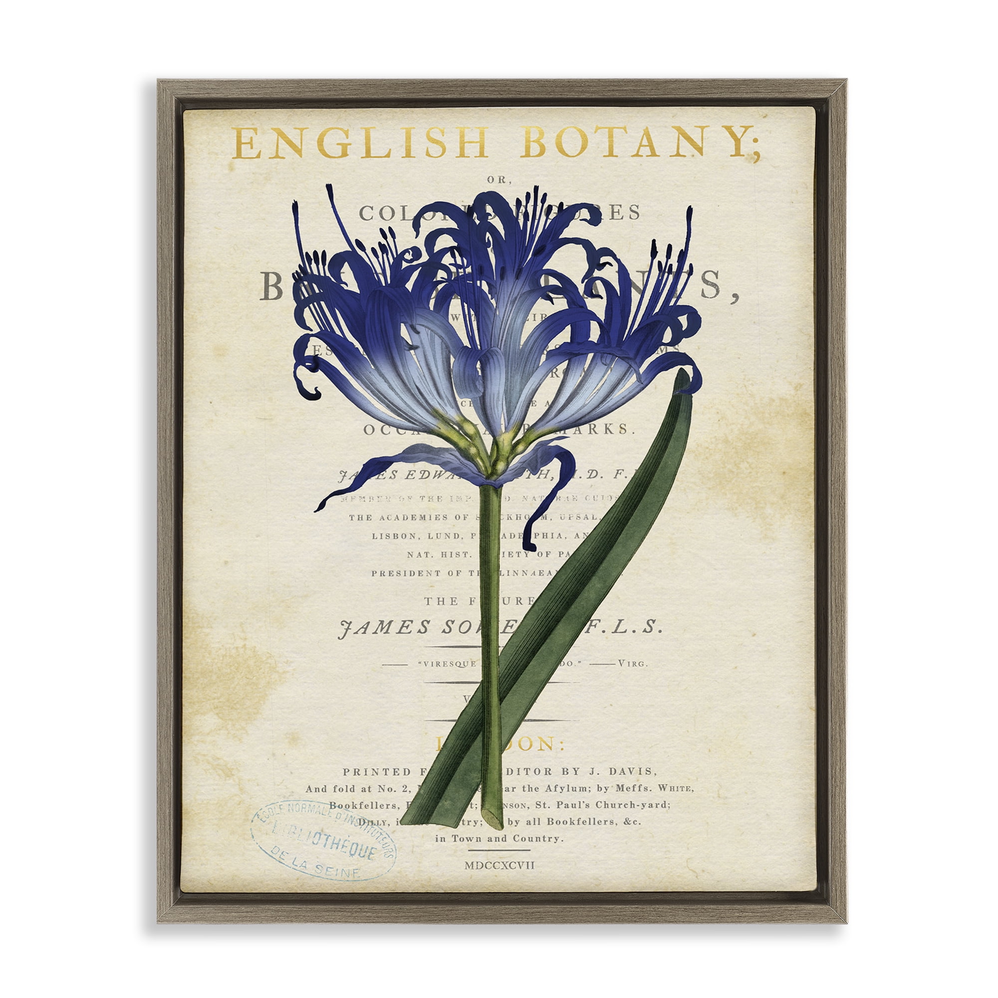 Stupell Industries English Botany Blue Floral Brown Framed Floater Canvas Wall Art, design by Susan Arnot