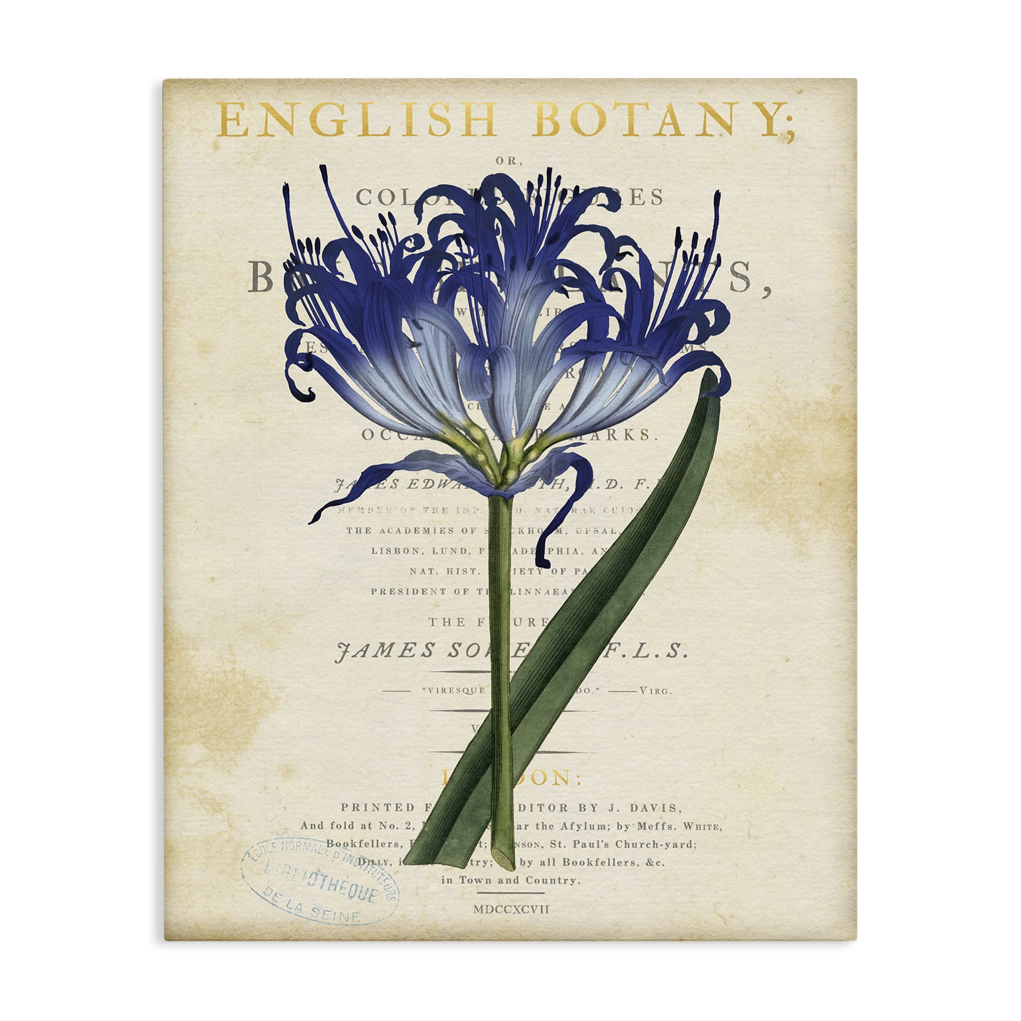 Stupell Industries English Botany Blue Floral Canvas Wall Art, design by Susan Arnot