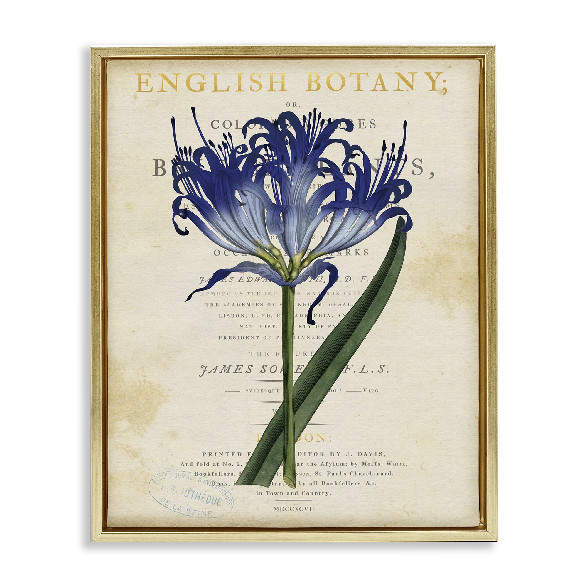 Stupell Industries English Botany Blue Floral Gold Framed Floater Canvas Wall Art, design by Susan Arnot