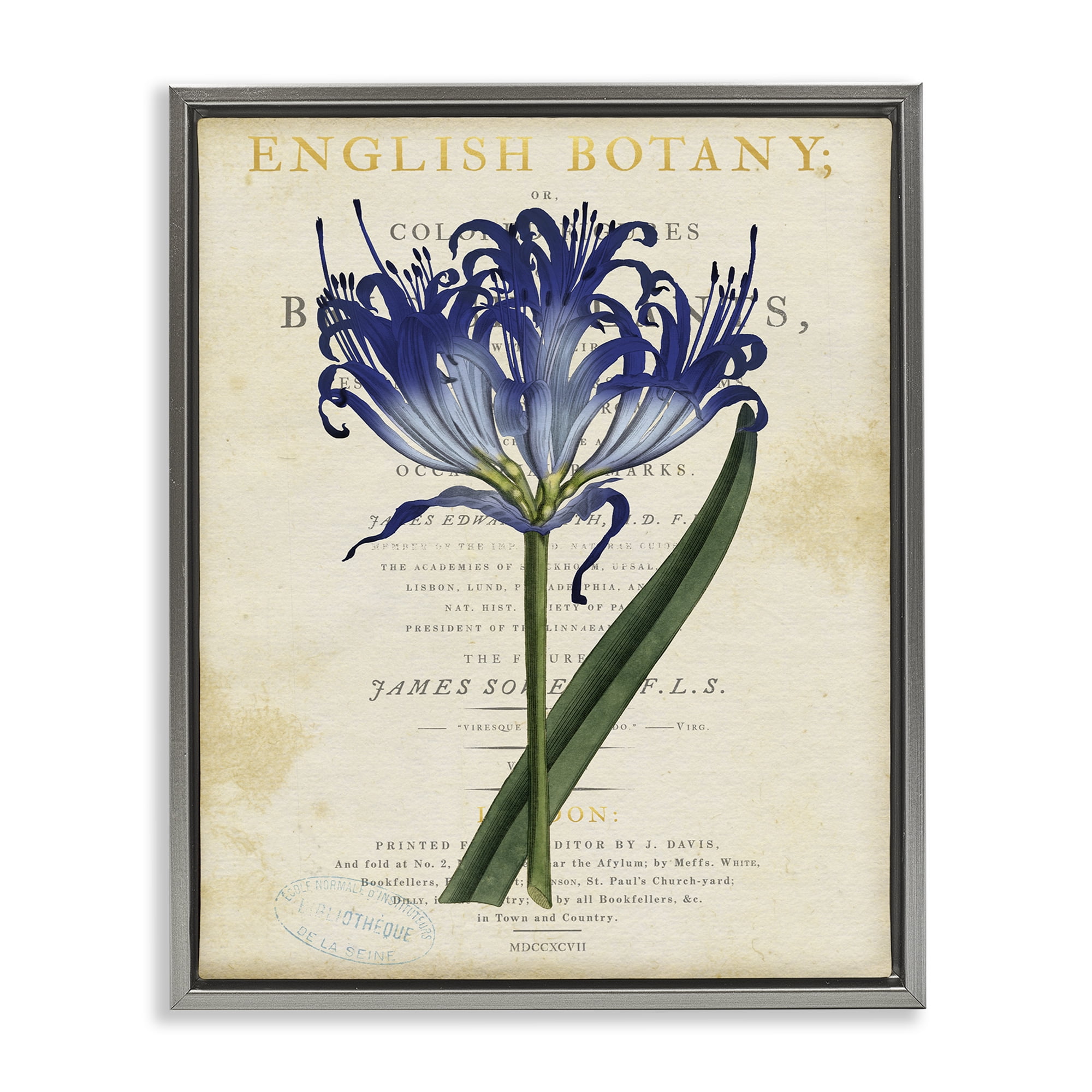 Stupell Industries English Botany Blue Floral Gray Framed Floater Canvas Wall Art, design by Susan Arnot