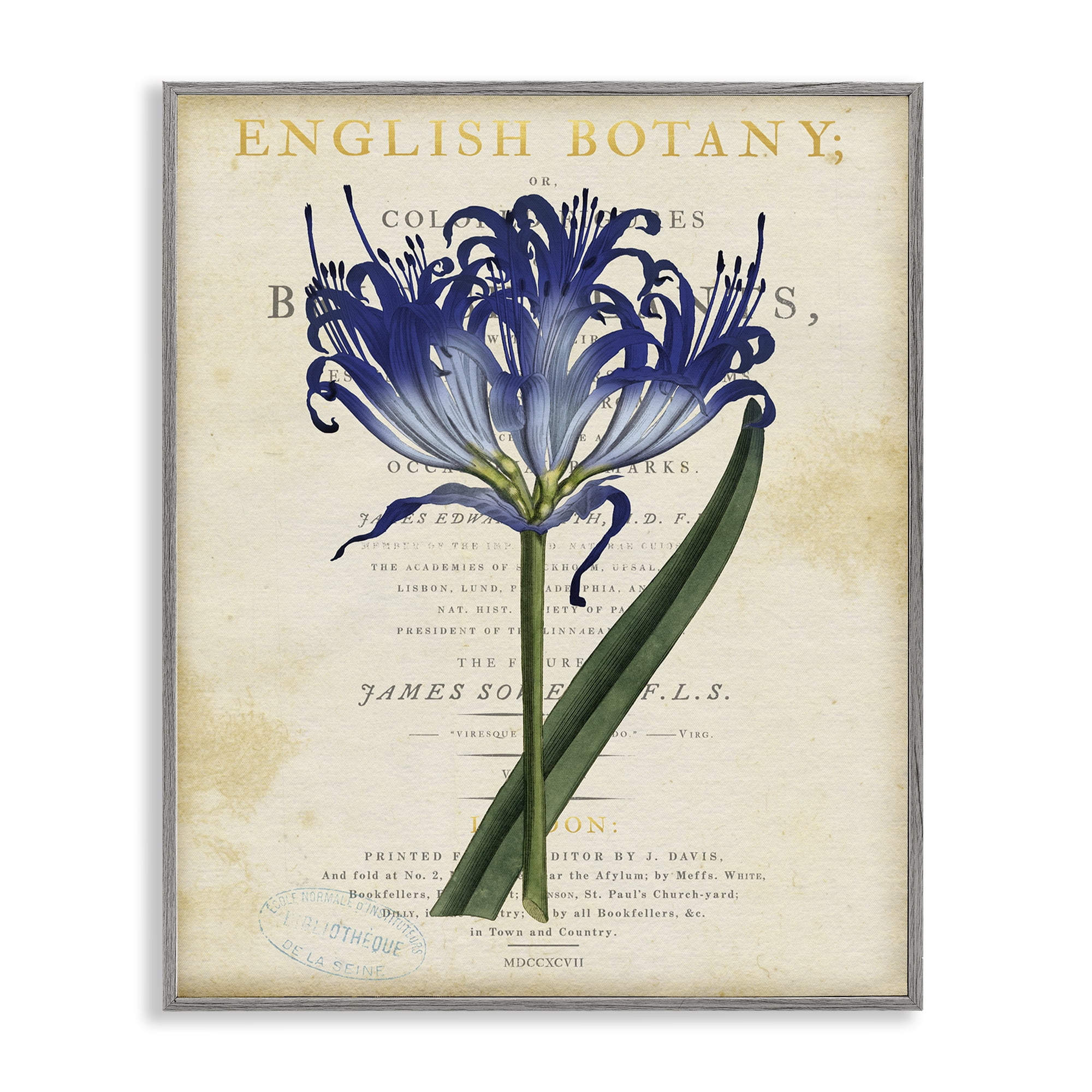 Stupell Industries English Botany Blue Floral Gray Framed Giclee Art, design by Susan Arnot