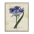 thumbnail image 1 of Stupell Industries Shabby Chic English Botany Blue Floral Gray Framed Giclee Art, 16 x 20, by Susan Arnot, 1 of 8