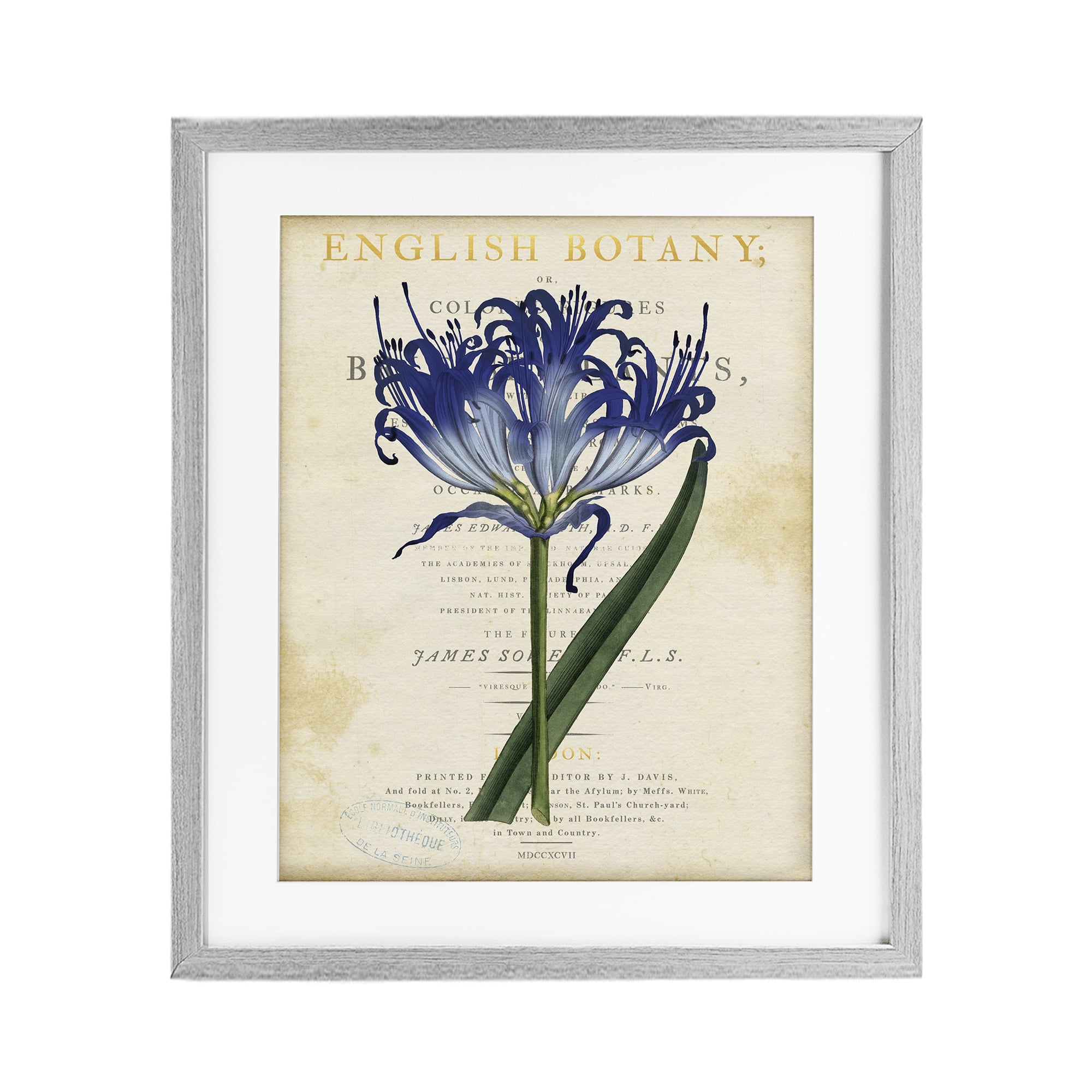 Stupell Industries English Botany Blue Floral Gray Framed Print Under Glass, design by Susan Arnot