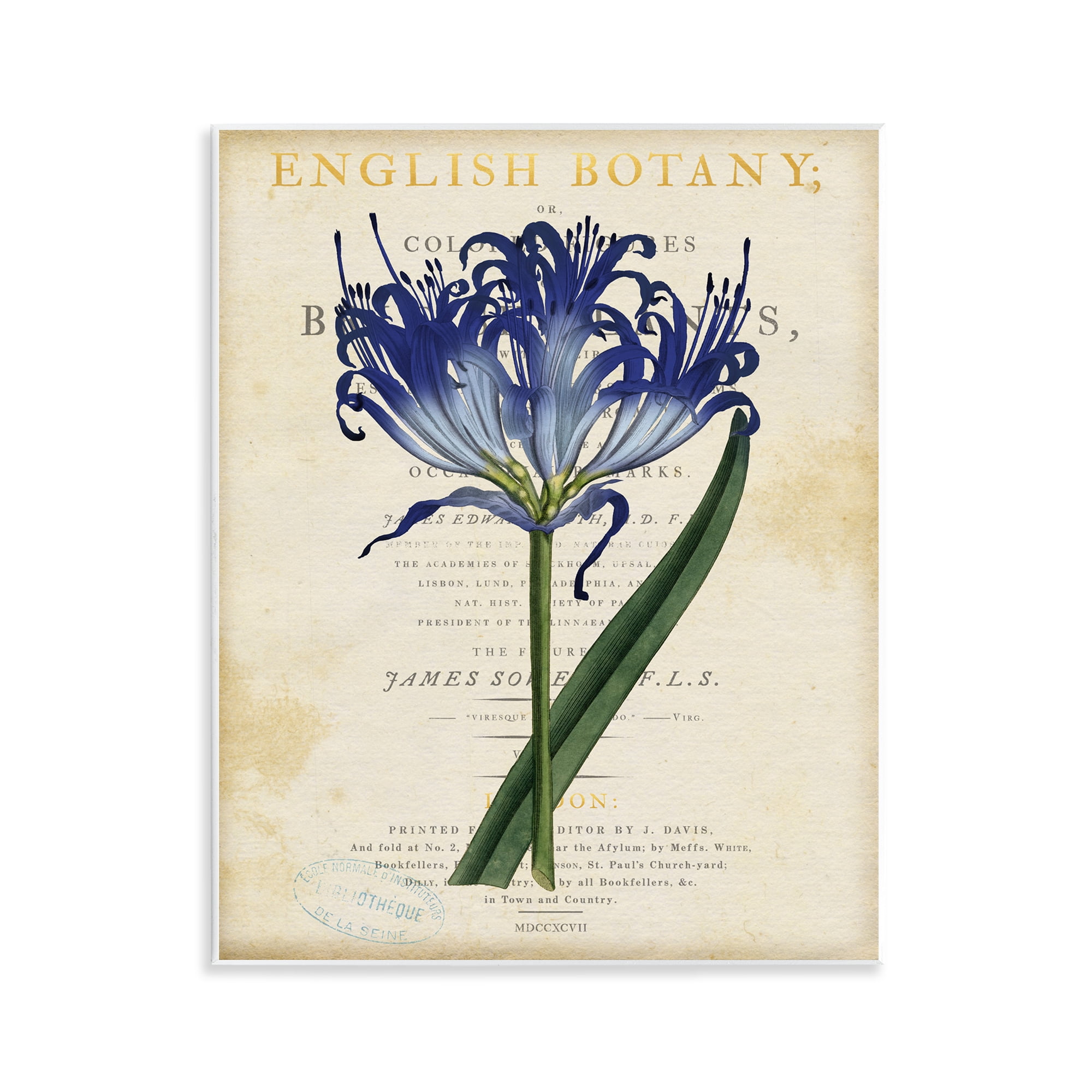 Stupell Industries English Botany Blue Floral Wall Plaque Art, design by Susan Arnot
