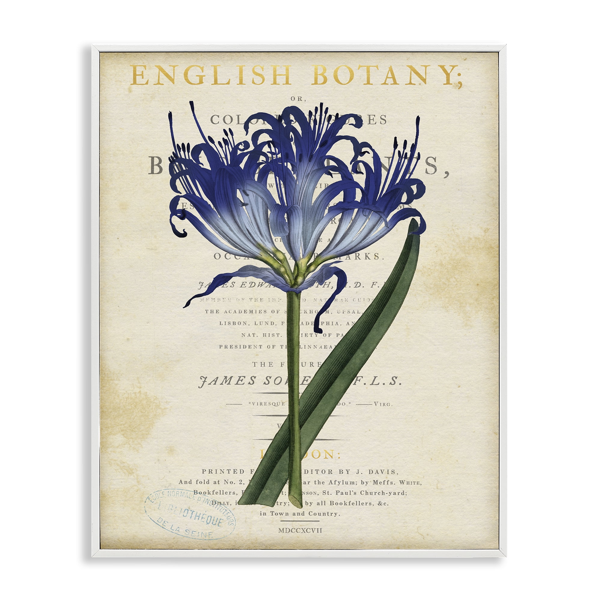 Stupell Industries English Botany Blue Floral White Framed Giclee Art, design by Susan Arnot