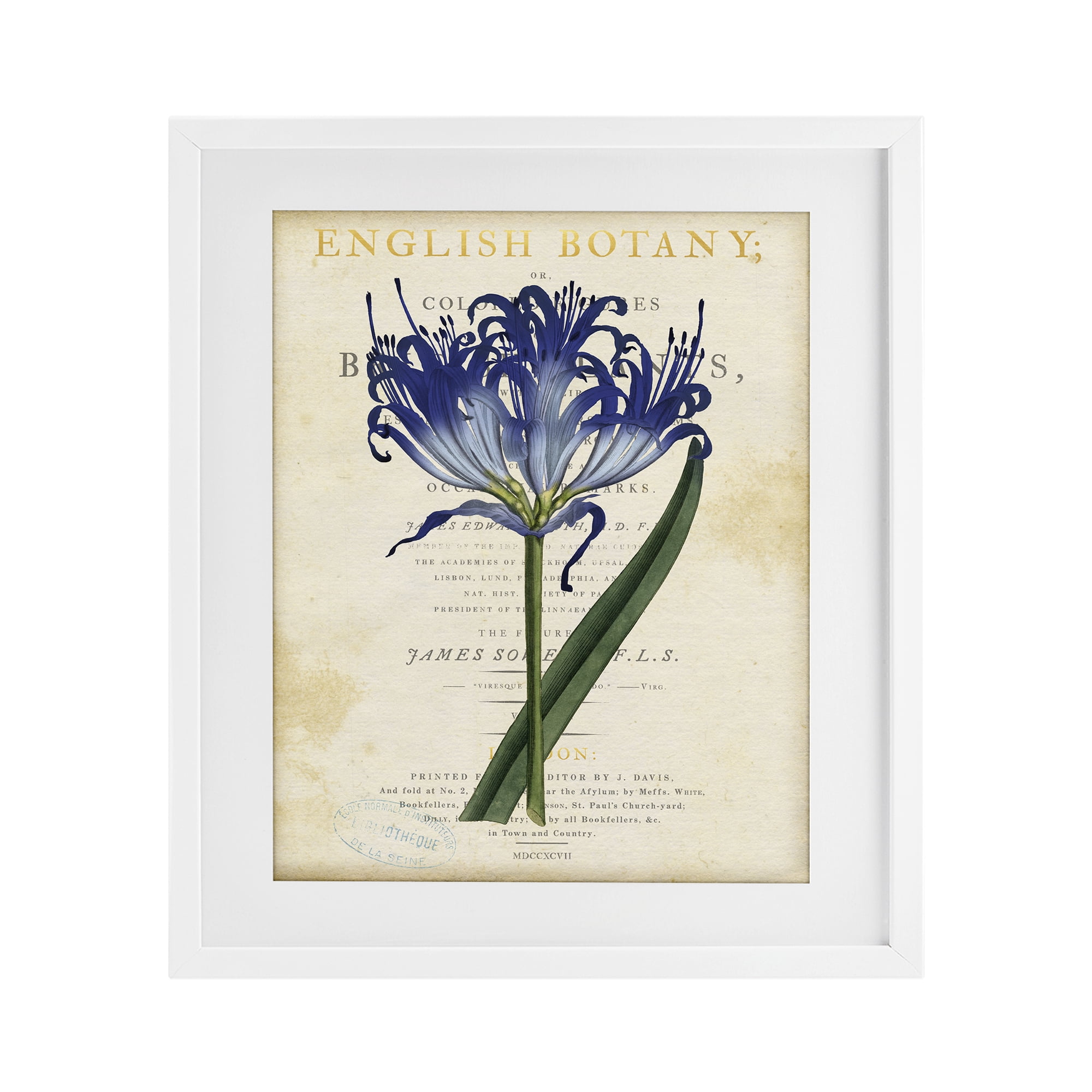 Stupell Industries English Botany Blue Floral White Framed Print Under Glass, design by Susan Arnot