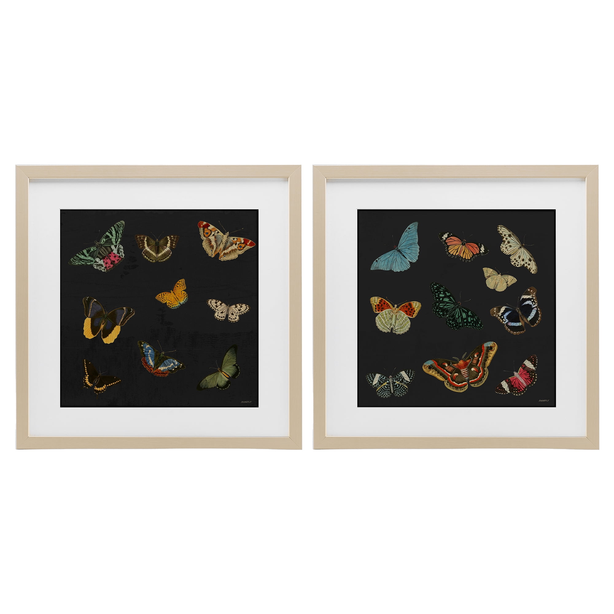 Stupell Industries Entomology Collection on Black 2 Piece Birch Framed Print Under Glass Set, design by Dan Meneely