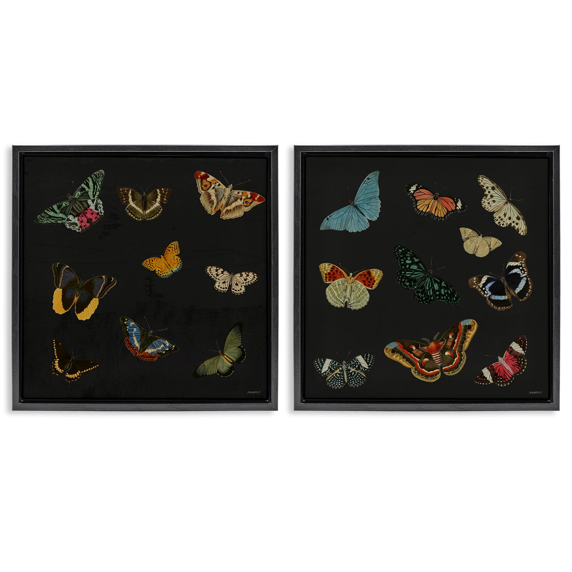 Stupell Industries Entomology Collection on Black 2 Piece Black Framed Floater Canvas Set, design by Dan Meneely