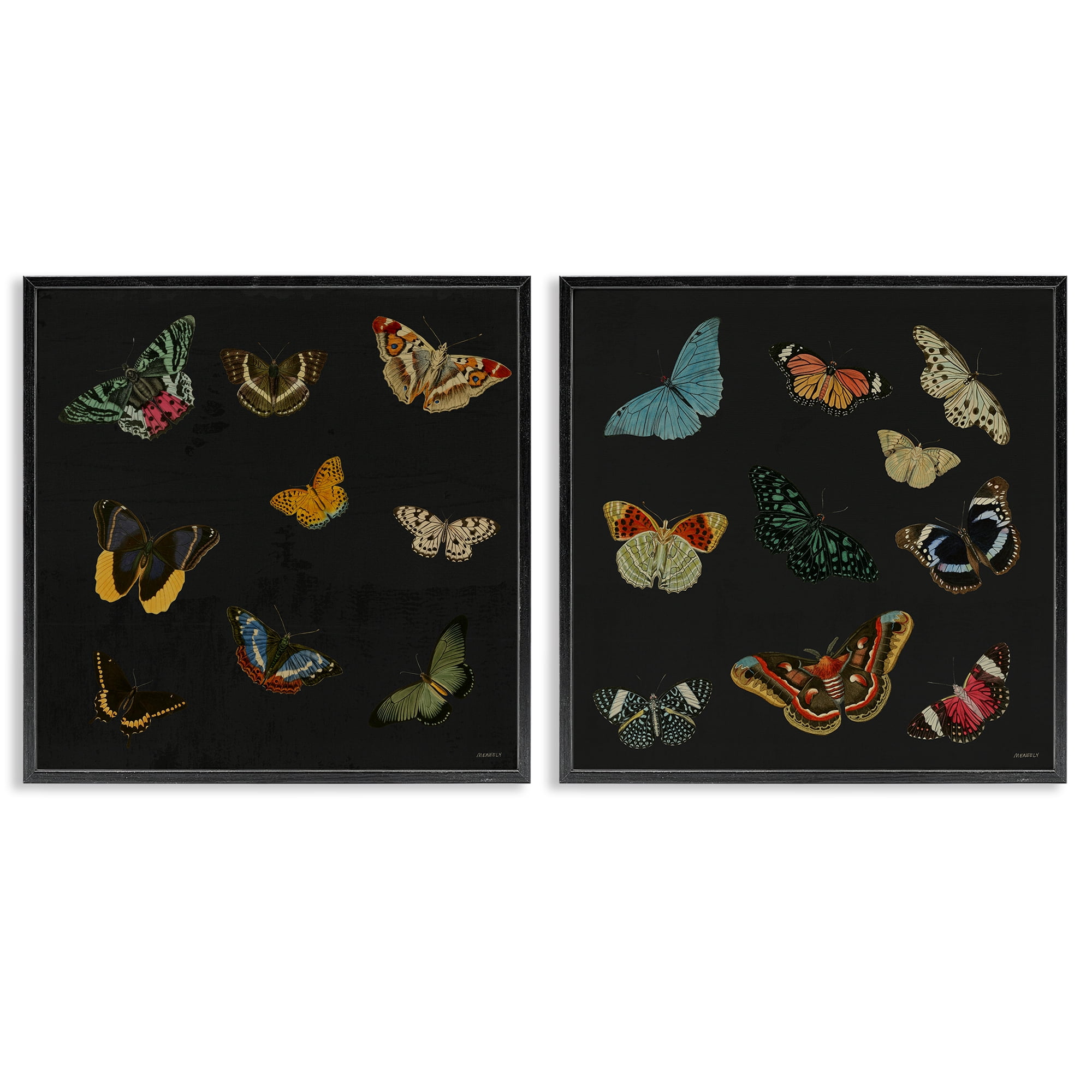 Stupell Industries Entomology Collection on Black 2 Piece Black Framed Giclee Art Set, design by Dan Meneely