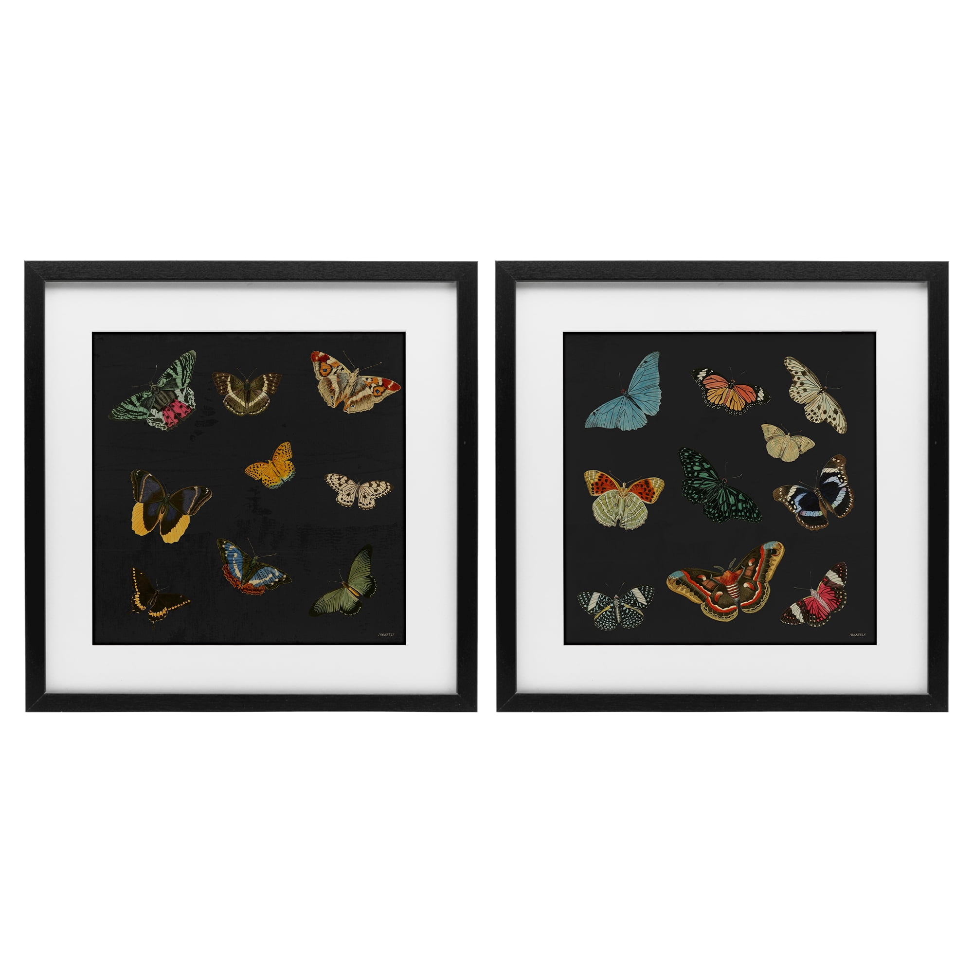 Stupell Industries Entomology Collection on Black 2 Piece Black Framed Print Under Glass Set, design by Dan Meneely