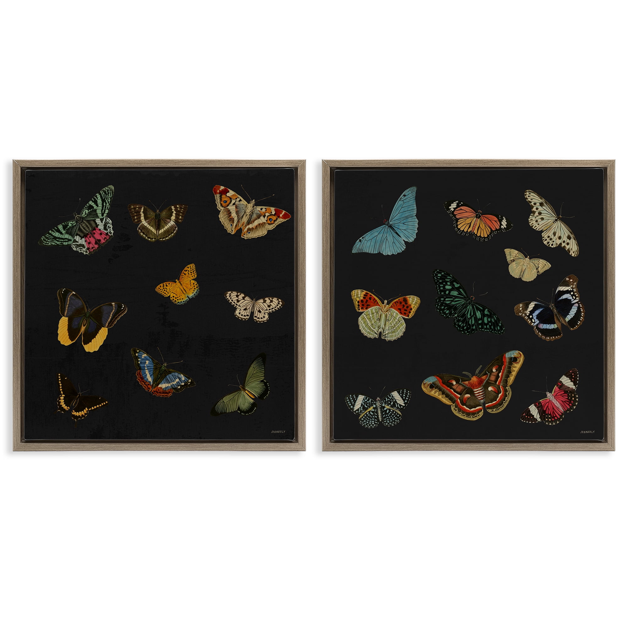 Stupell Industries Entomology Collection on Black 2 Piece Brown Framed Floater Canvas Set, design by Dan Meneely