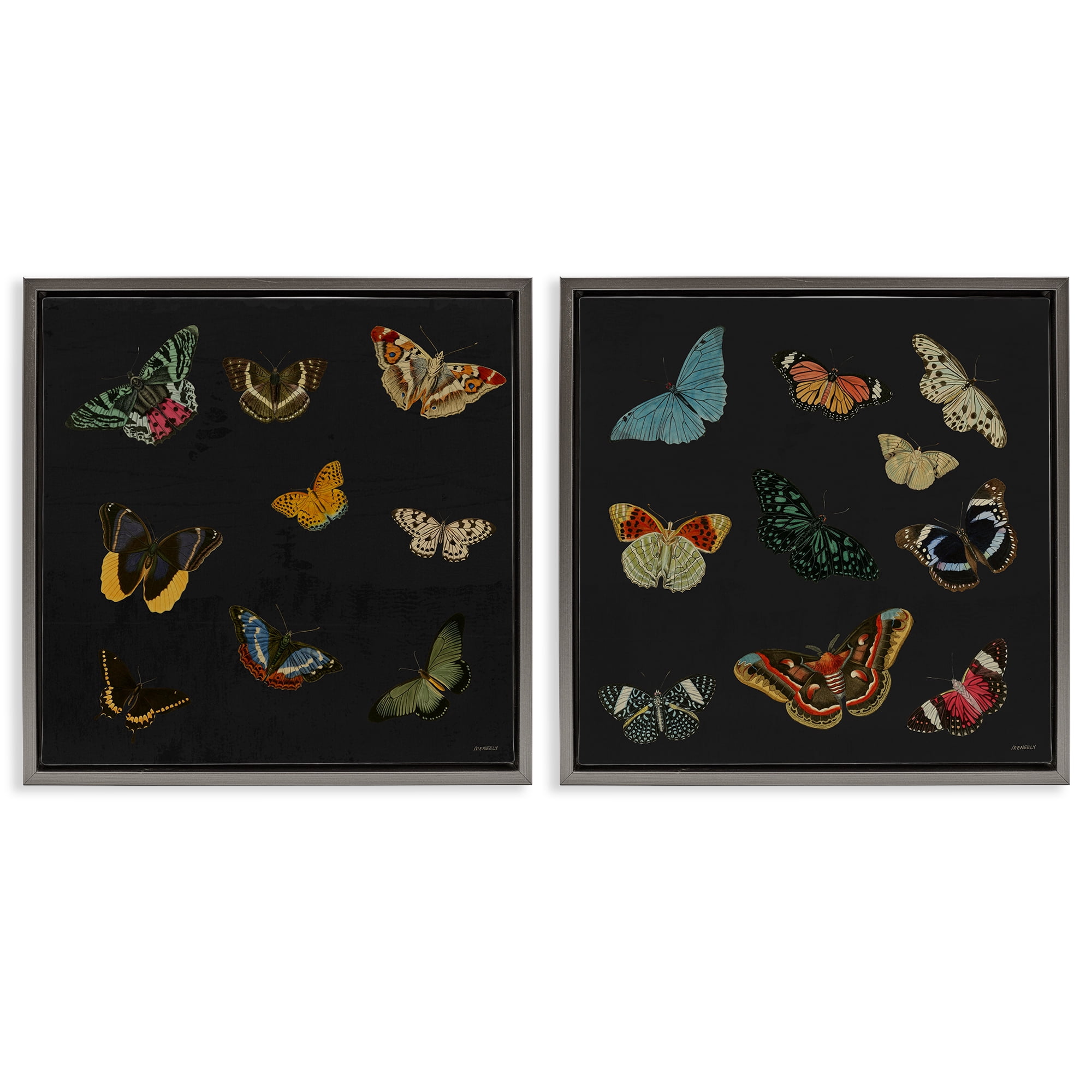 Stupell Industries Entomology Collection on Black 2 Piece Gray Framed Floater Canvas Set, design by Dan Meneely