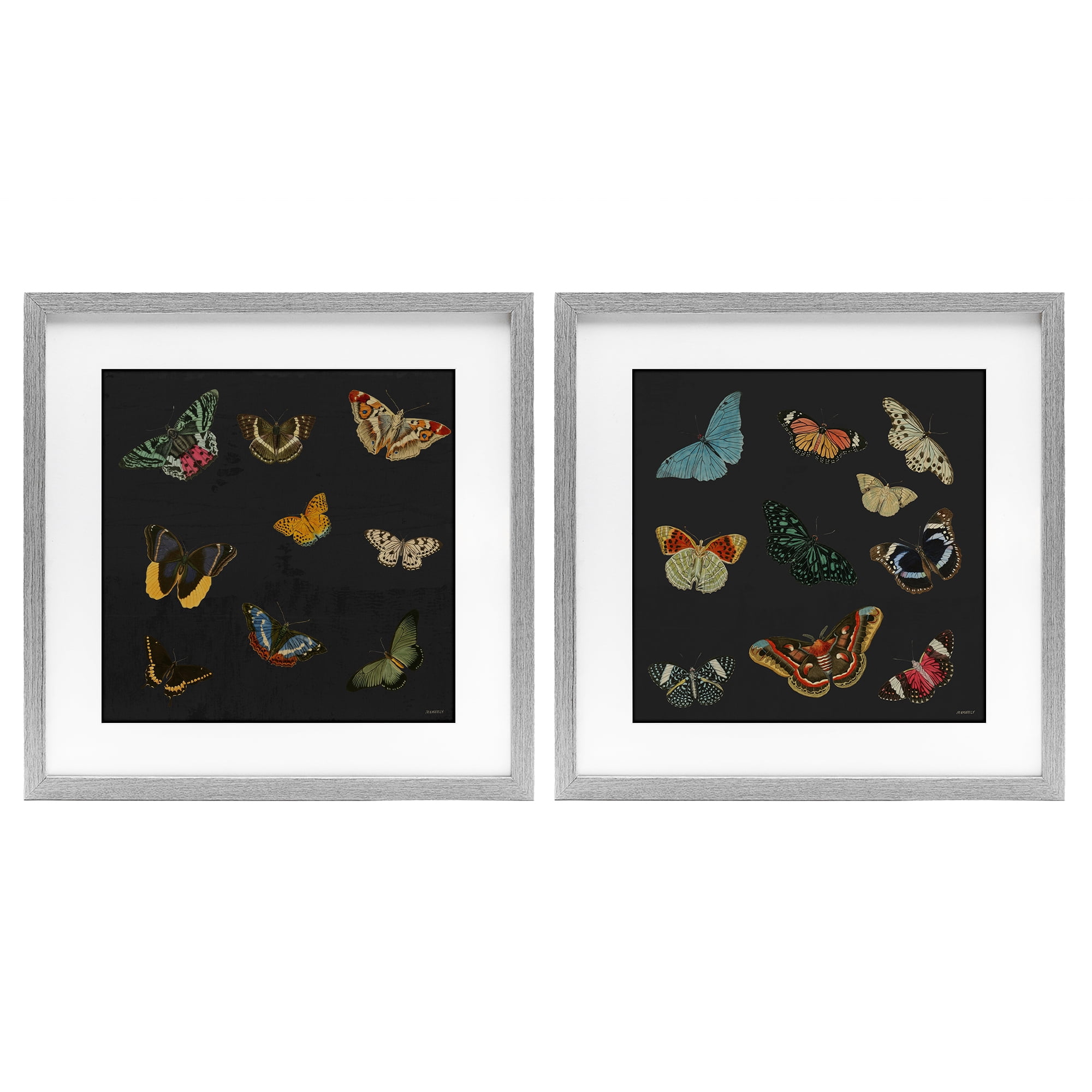 Stupell Industries Entomology Collection on Black 2 Piece Gray Framed Print Under Glass Set, design by Dan Meneely