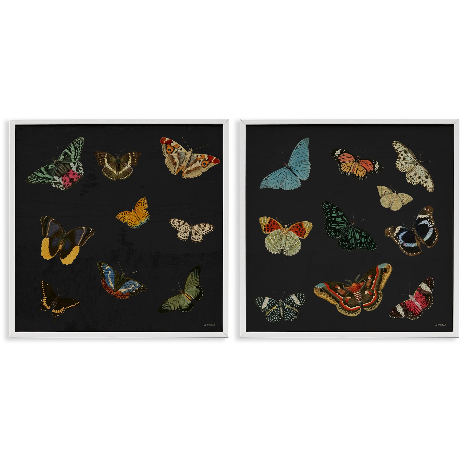 Stupell Industries Entomology Collection on Black 2 Piece White Framed Giclee Art Set, design by Dan Meneely