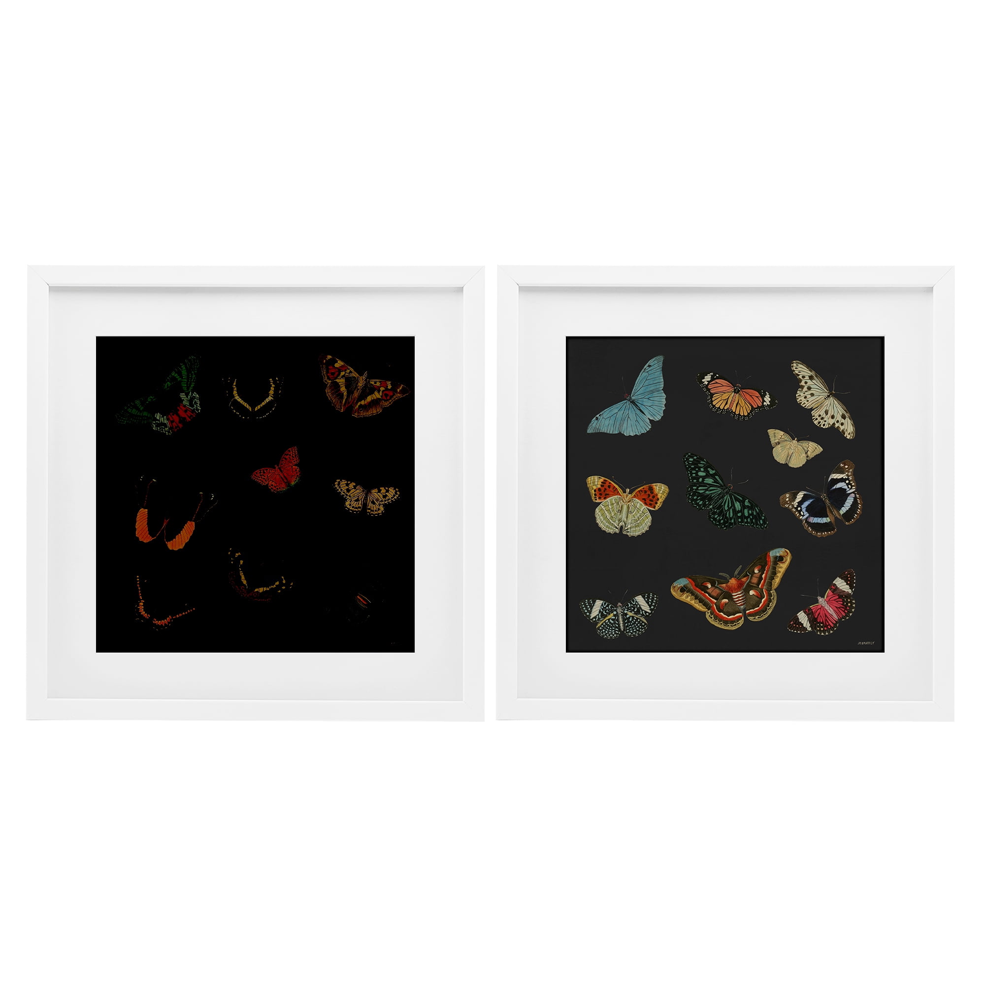 Stupell Industries Entomology Collection on Black 2 Piece White Framed Print Under Glass Set, design by Dan Meneely