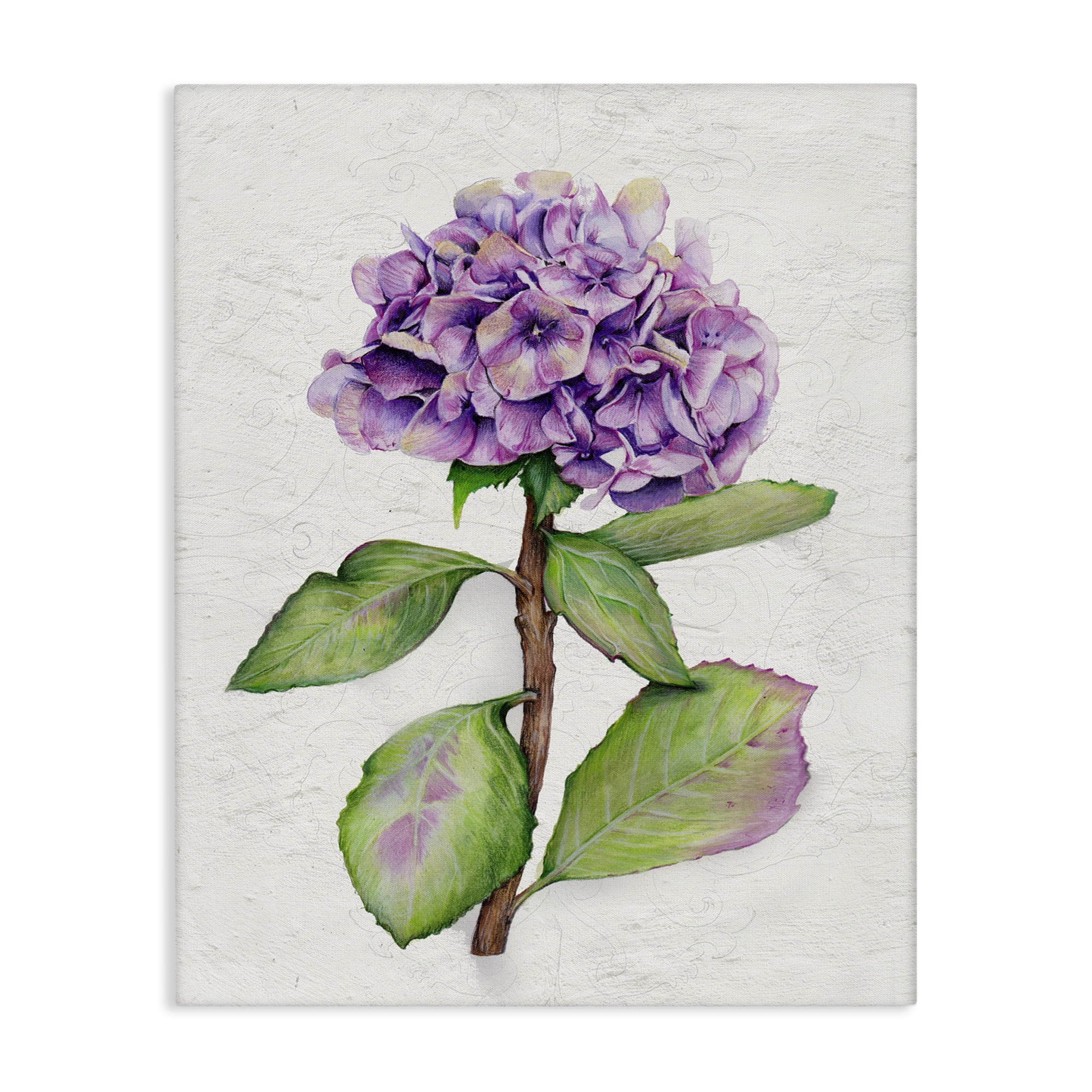 Stupell Industries European Style Hydrangea Botanical & Floral Painting Gallery Wrapped Canvas Art Print Wall Art, 16 x 20