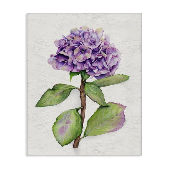 Stupell Industries European Style Hydrangea Botanical & Floral Painting Gallery Wrapped Canvas Art Print Wall Art, 36 x 48