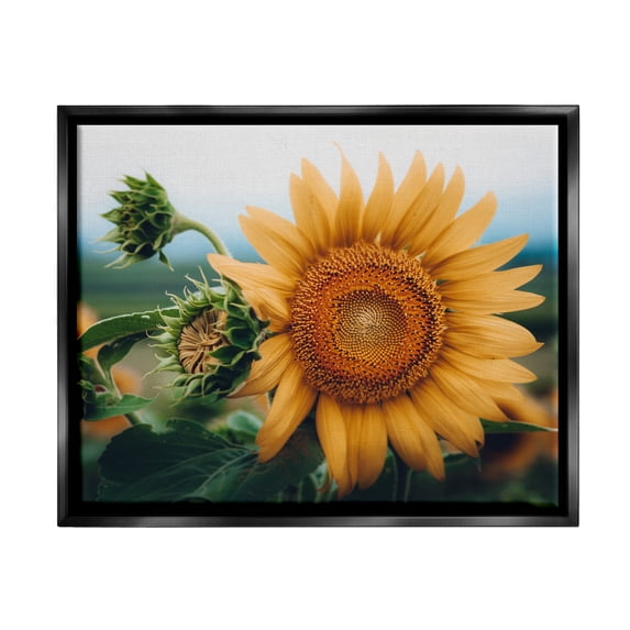 Stupell Industries Evening Sunflower Photography Botanical & Floral Photography Black Floater Framed Art Print Wall Art
