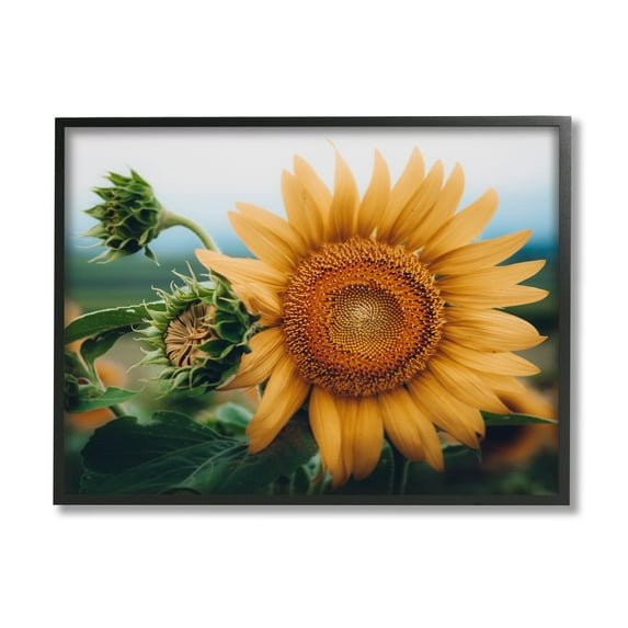 Stupell Industries Evening Sunflower Photography Botanical & Floral Photography Black Framed Art Print Wall Art