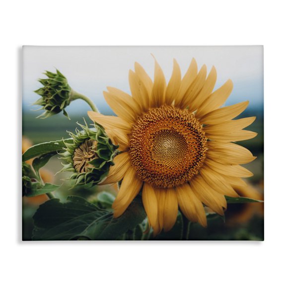 Stupell Industries Rustic Lodge Evening Sunflower Photography Canvas Art, 20 x 16, by Erin Marie