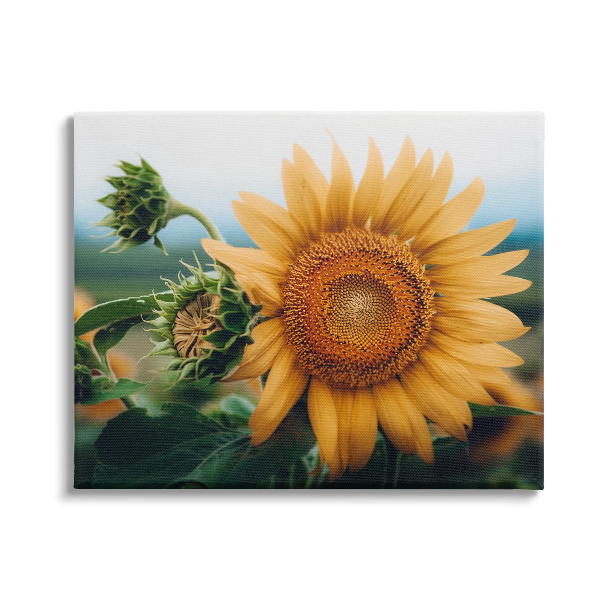 Stupell Industries Evening Sunflower Photography Botanical & Floral Photography Gallery Wrapped Canvas Print Wall Art