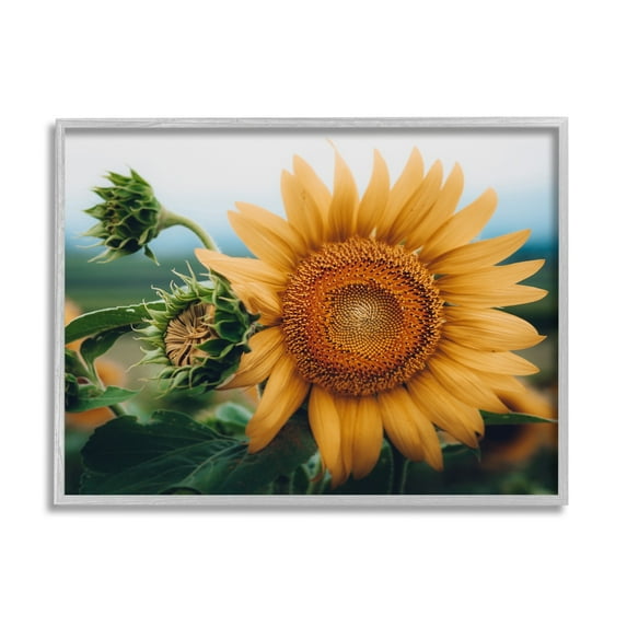 Stupell Industries Evening Sunflower Photography Botanical & Floral Photography Gray Framed Art Print Wall Art