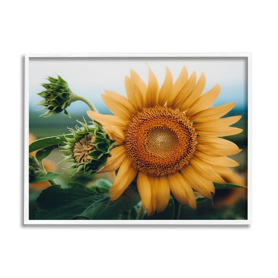 Stupell Industries Evening Sunflower Photography Botanical & Floral Photography White Framed Art Print Wall Art