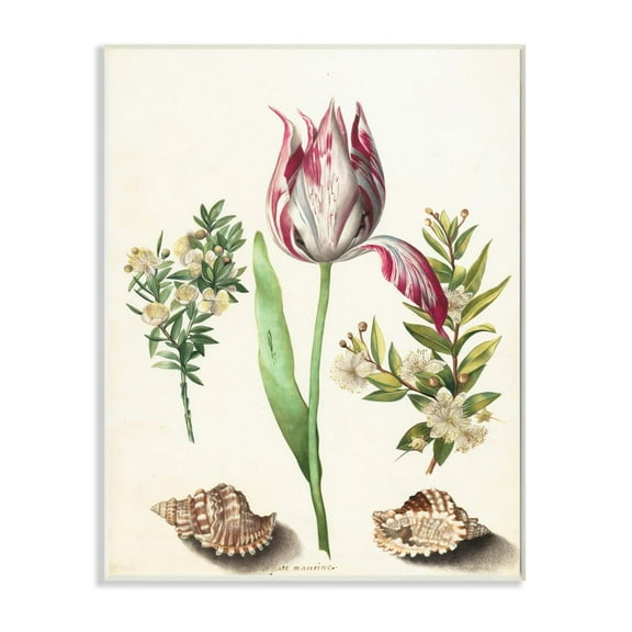 Stupell Industries Exotic Tropical Pink Floral Illustration with Nautical Shells Graphic Art Unframed Art Print Wall Art, 13x19, by Ziwei Li