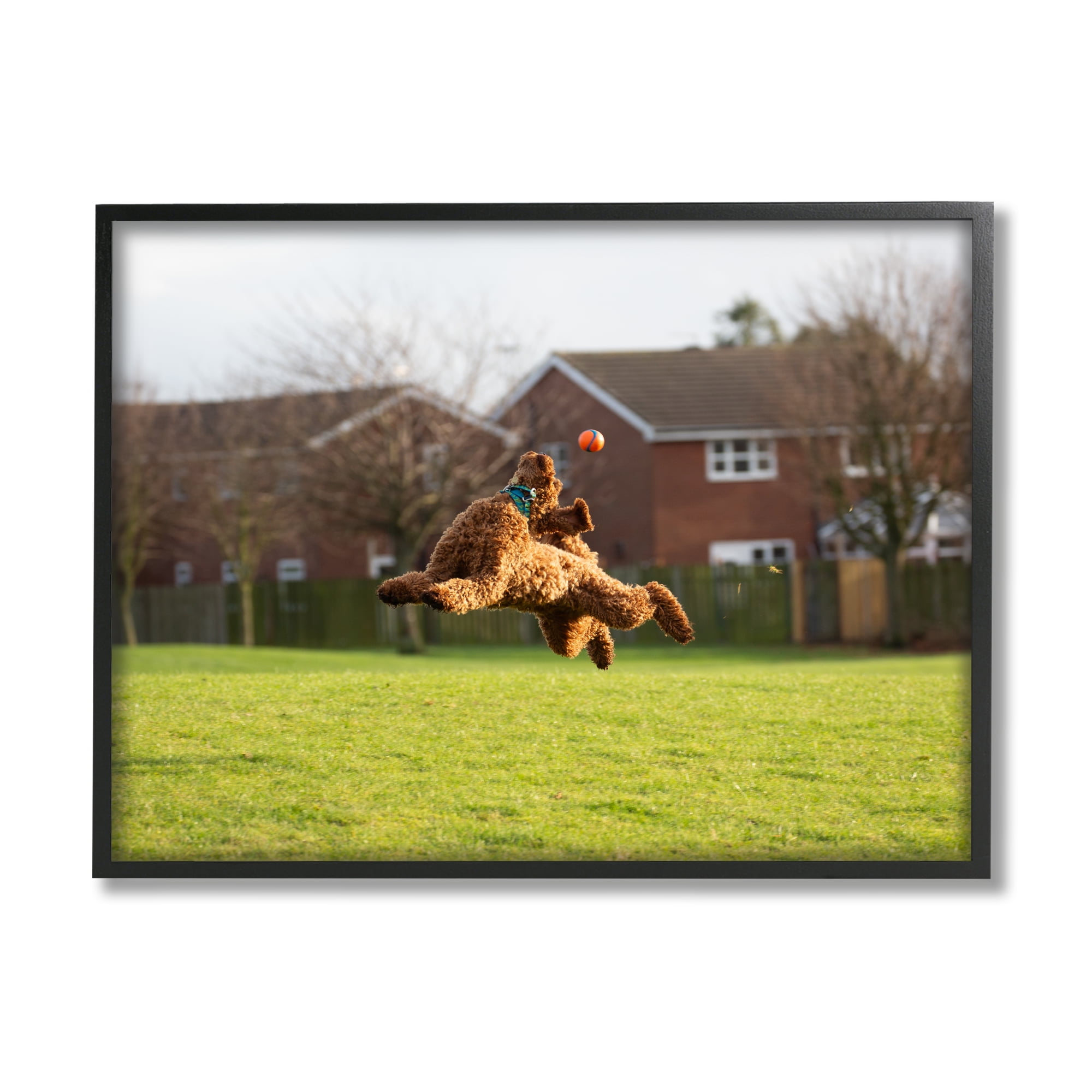 Stupell Industries Eye on the Ball Dog Animals & Insects Photography Black Framed Art Print Wall Art, 20 x 16