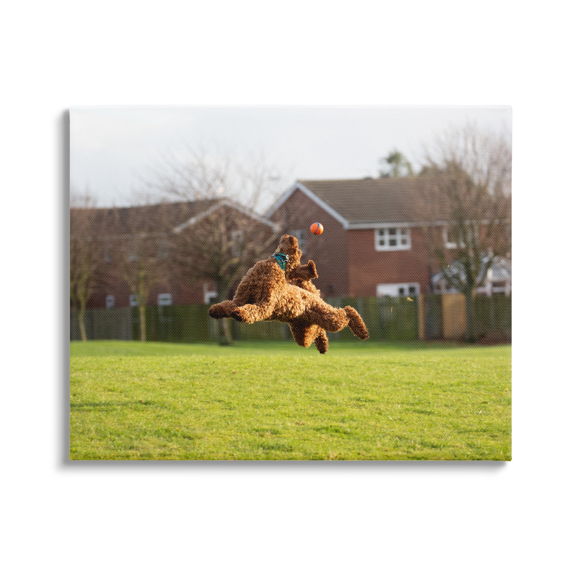 Stupell Industries Eye on the Ball Dog Animals & Insects Photography Gallery Wrapped Canvas Art Print Wall Art, 48 x 36