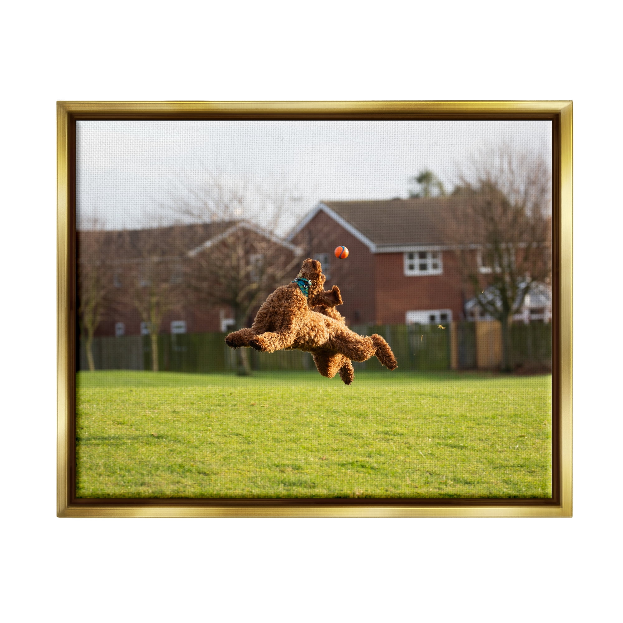 Stupell Industries Eye on the Ball Dog Animals & Insects Photography Gold Floater Framed Canvas Art Print Wall Art, 21 x 17