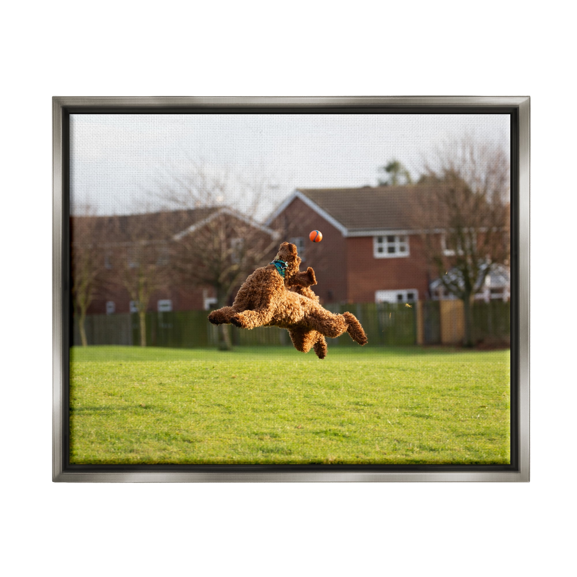 Stupell Industries Eye on the Ball Dog Animals & Insects Photography Gray Floater Framed Canvas Art Print Wall Art, 21 x 17