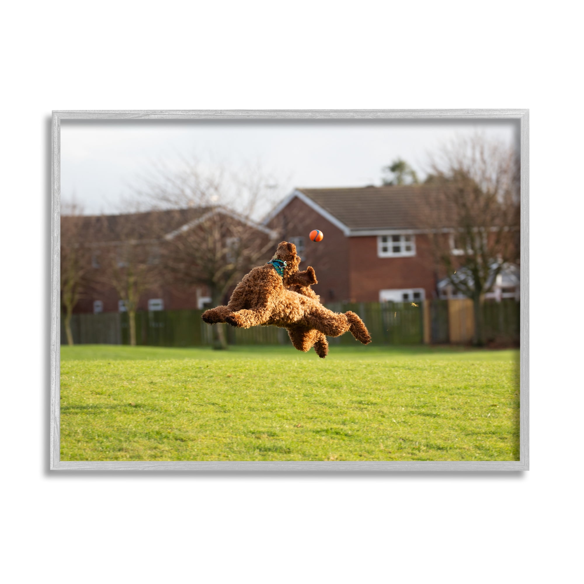 Stupell Industries Eye on the Ball Dog Animals & Insects Photography Gray Framed Art Print Wall Art, 20 x 16