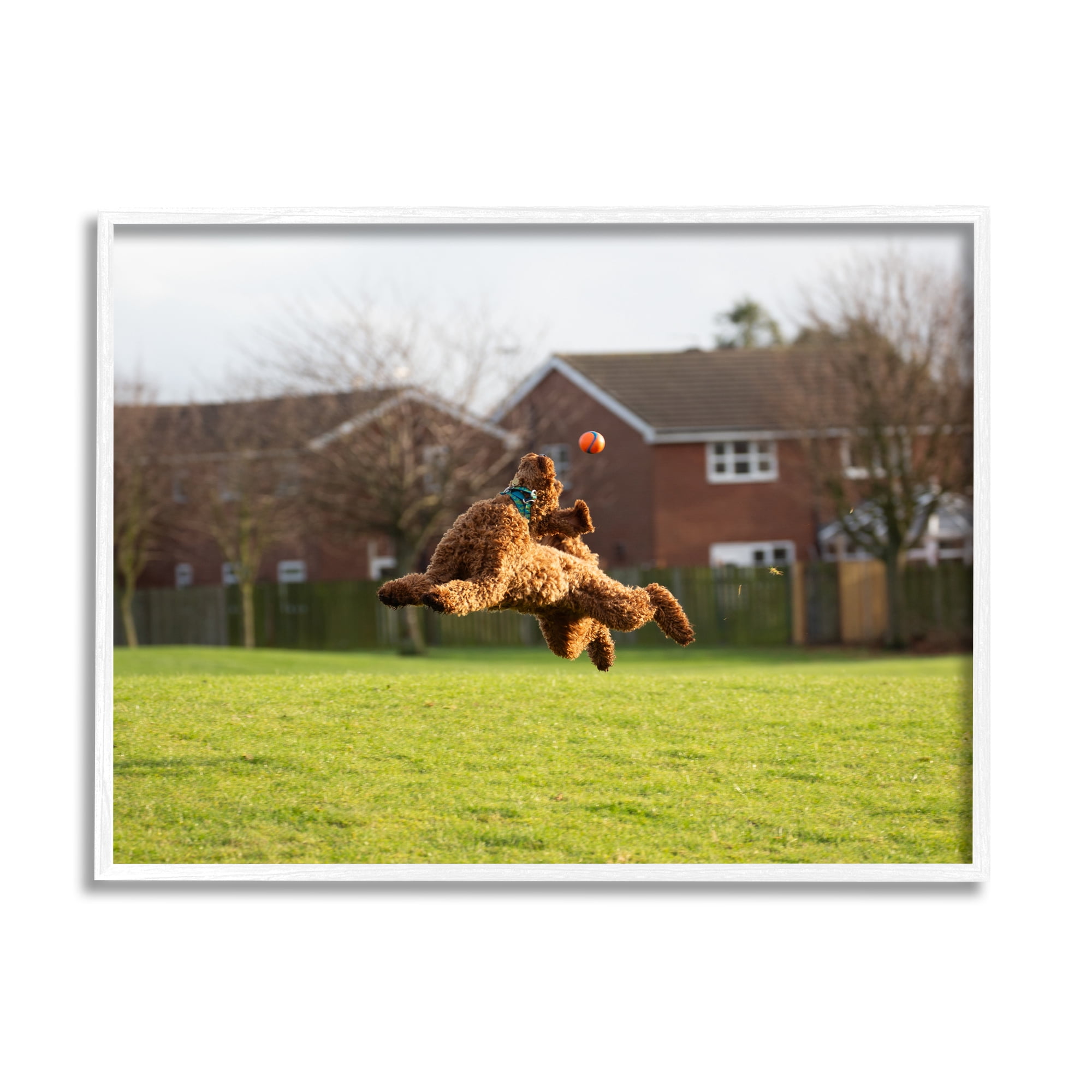 Stupell Industries Eye on the Ball Dog Animals & Insects Photography White Framed Art Print Wall Art, 14 x 11