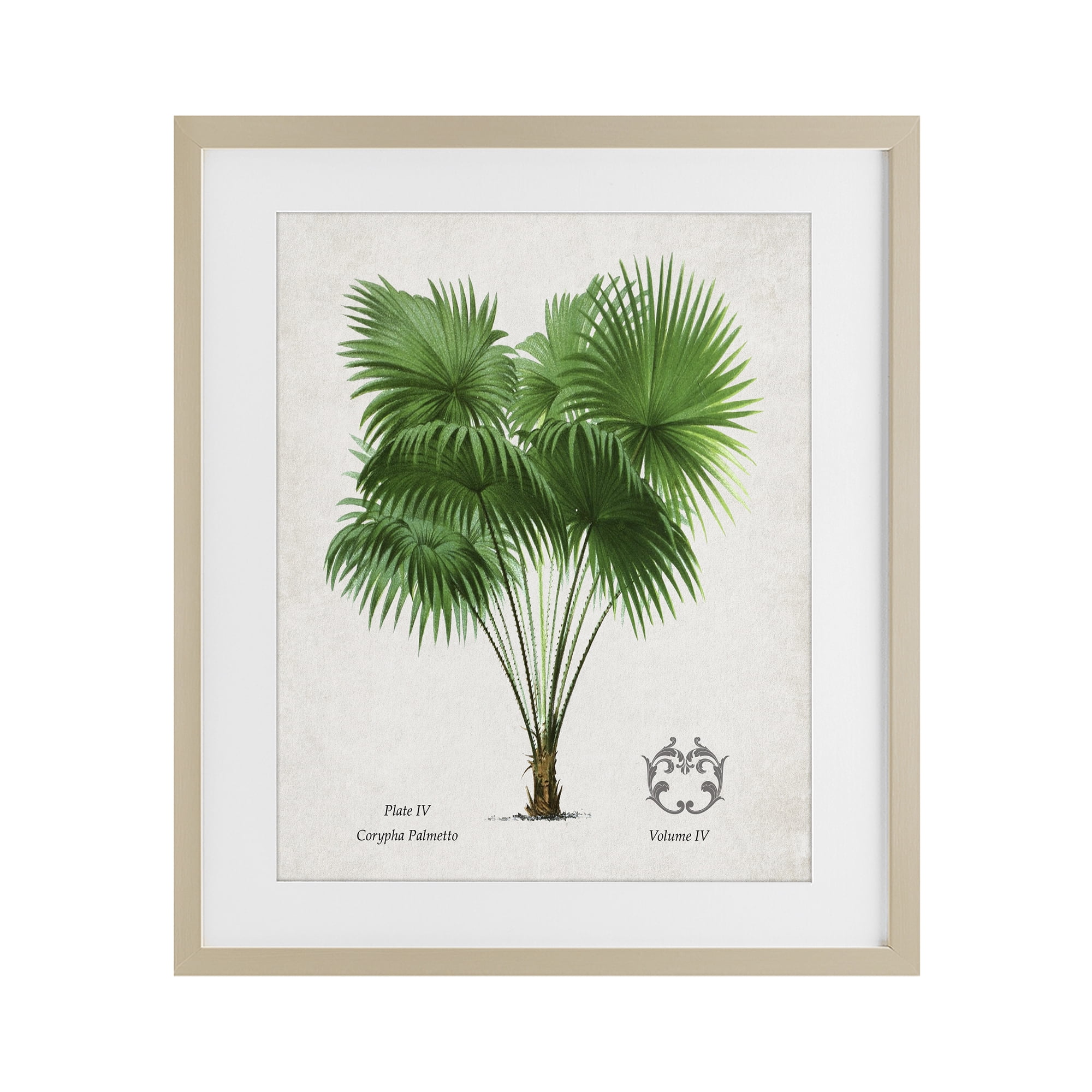 Stupell Industries Fan Palm Vintage Study Birch Framed Print Under Glass, design by Val Rhodes