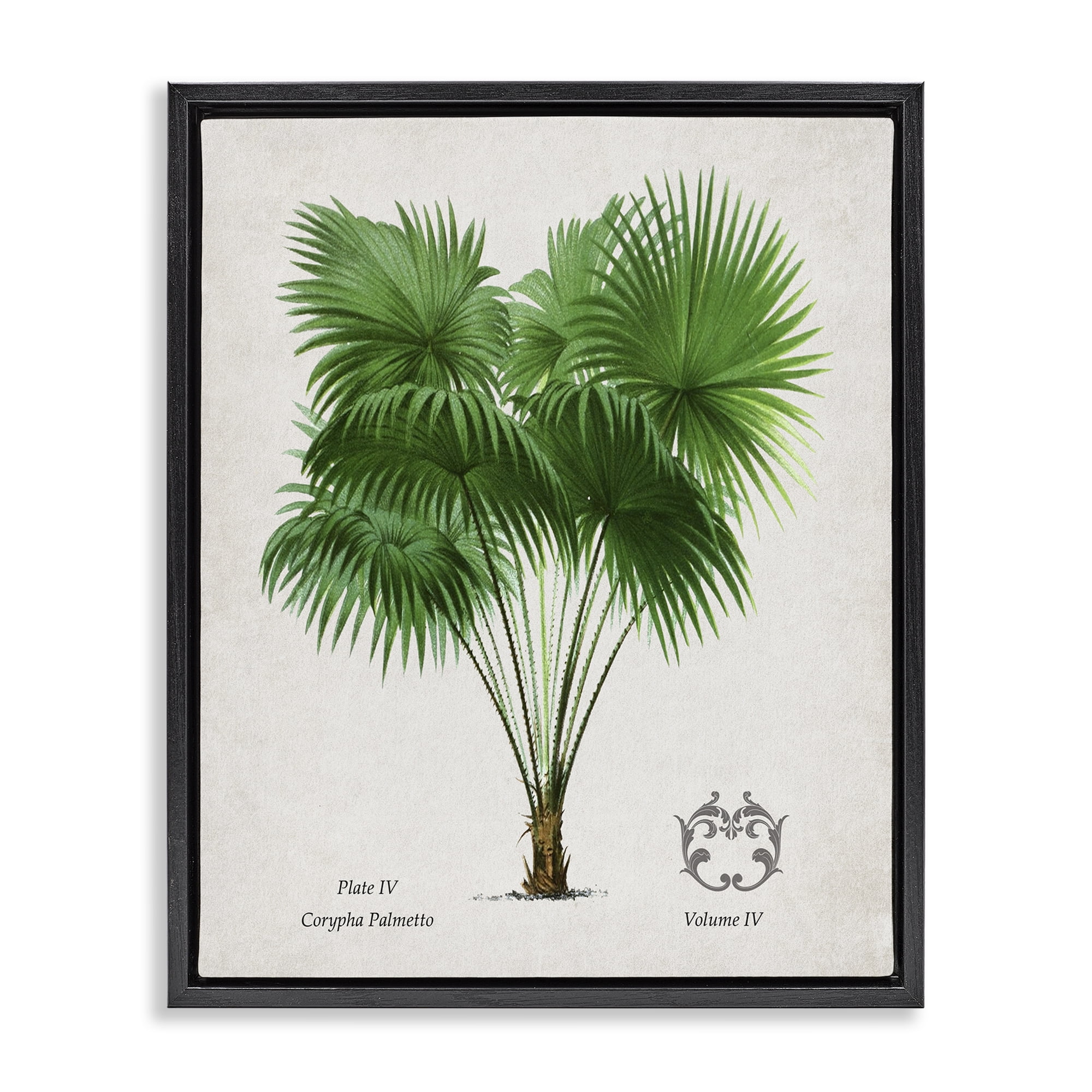 Stupell Industries Fan Palm Vintage Study Black Framed Floater Canvas Wall Art, design by Val Rhodes