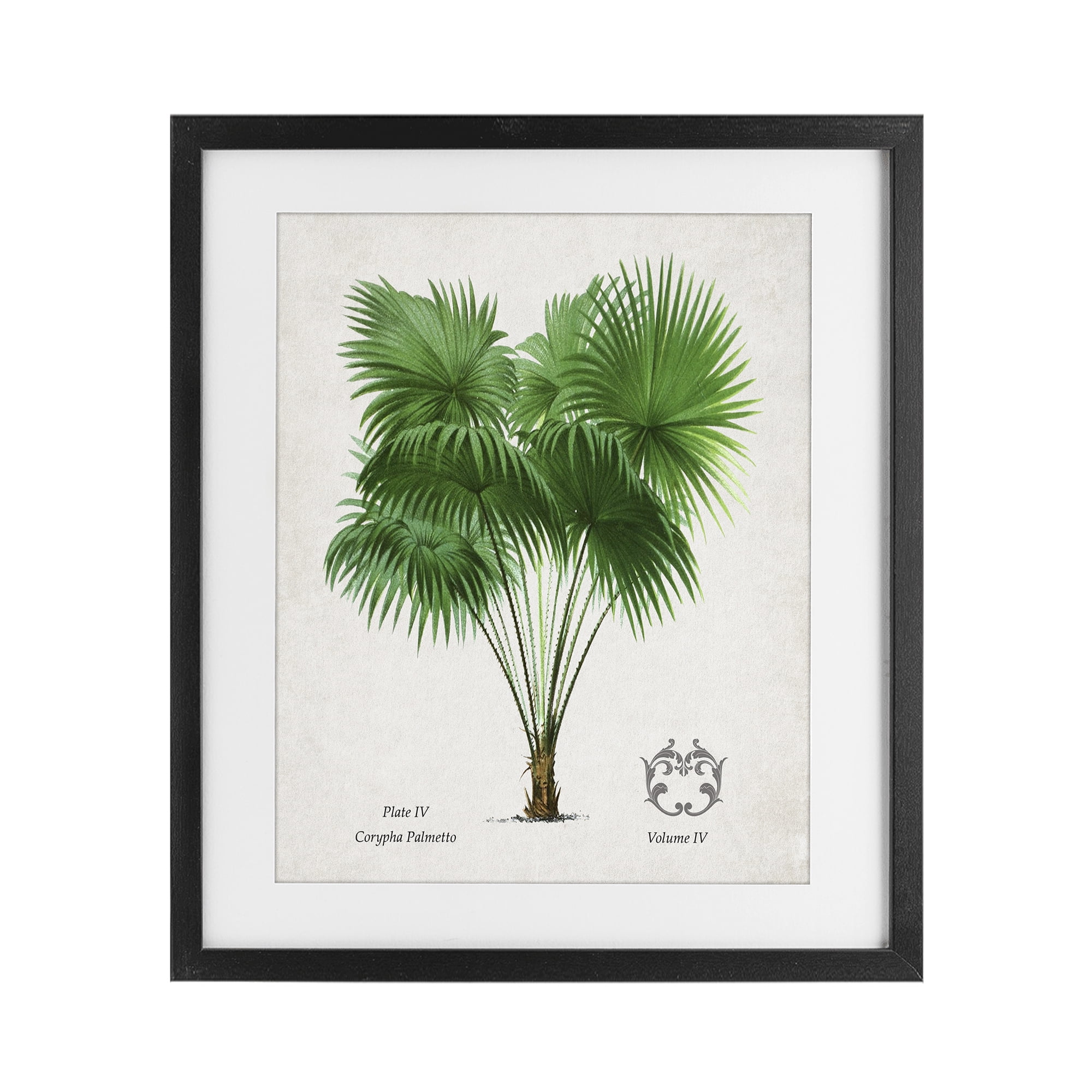 Stupell Industries Fan Palm Vintage Study Black Framed Print Under Glass, design by Val Rhodes