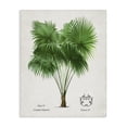 thumbnail image 1 of Stupell Industries Tropical Fan Palm Vintage Study Canvas Art, 16 x 20, by Val Rhodes, 1 of 8