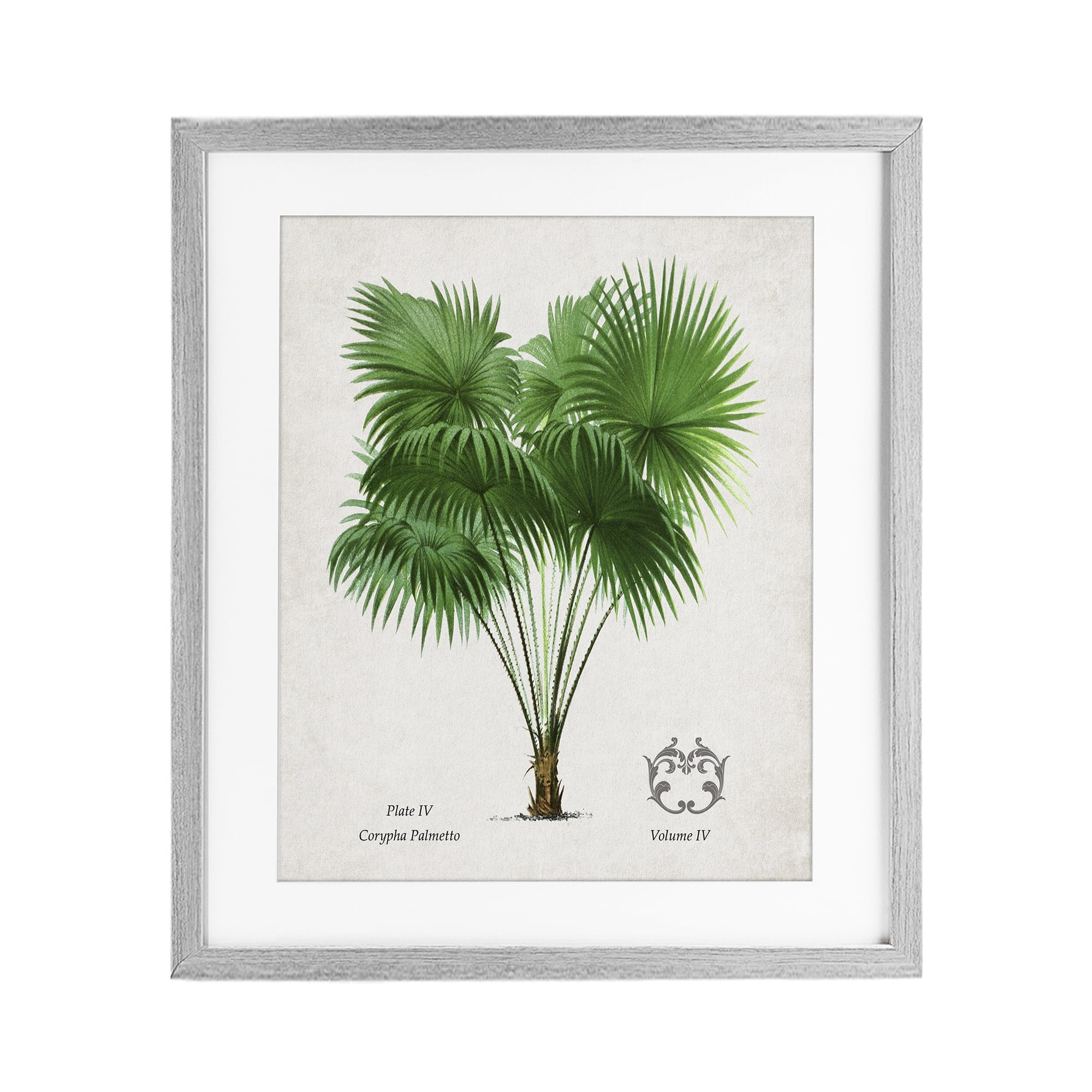 Stupell Industries Fan Palm Vintage Study Gray Framed Print Under Glass, design by Val Rhodes