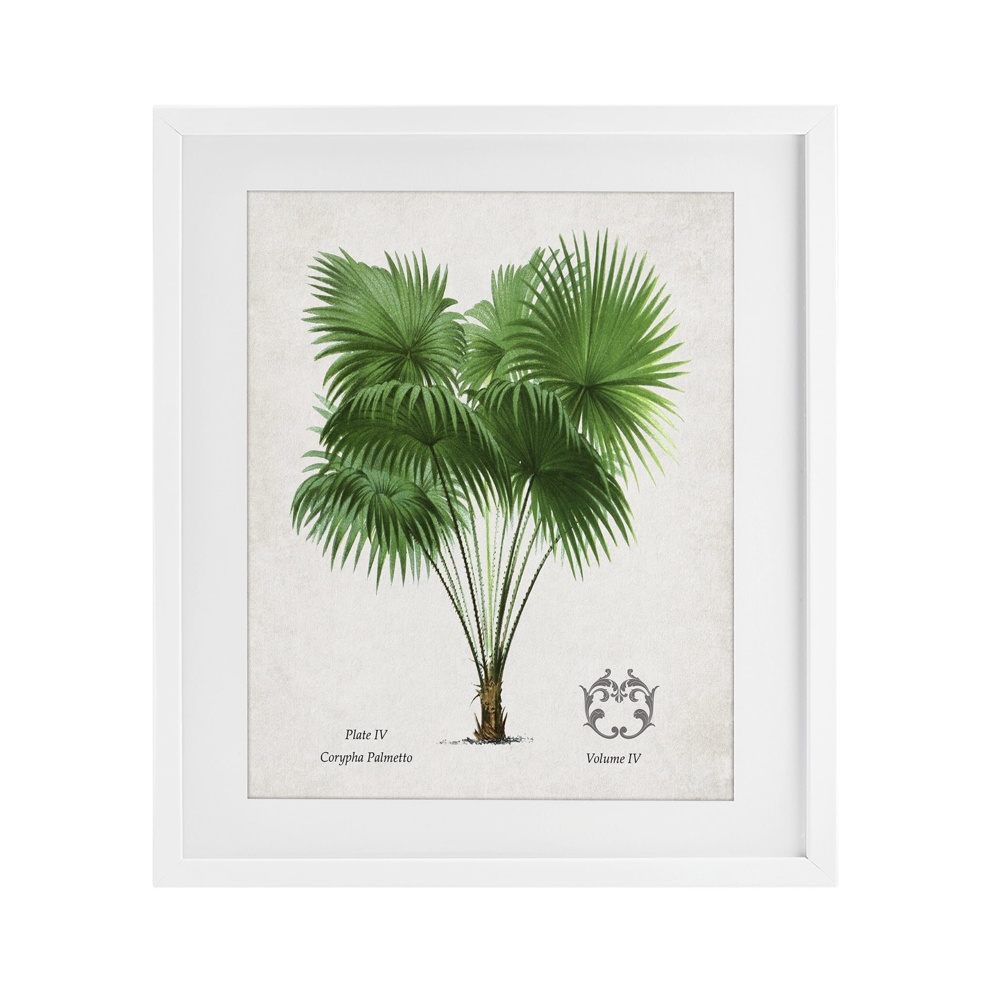 Stupell Industries Fan Palm Vintage Study White Framed Print Under Glass, design by Val Rhodes